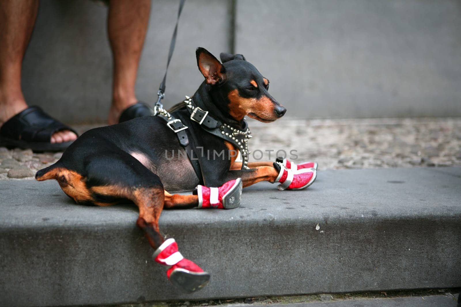 Closeup of a man's legs wearing sandals with her Chihuahua doggy sitting near by