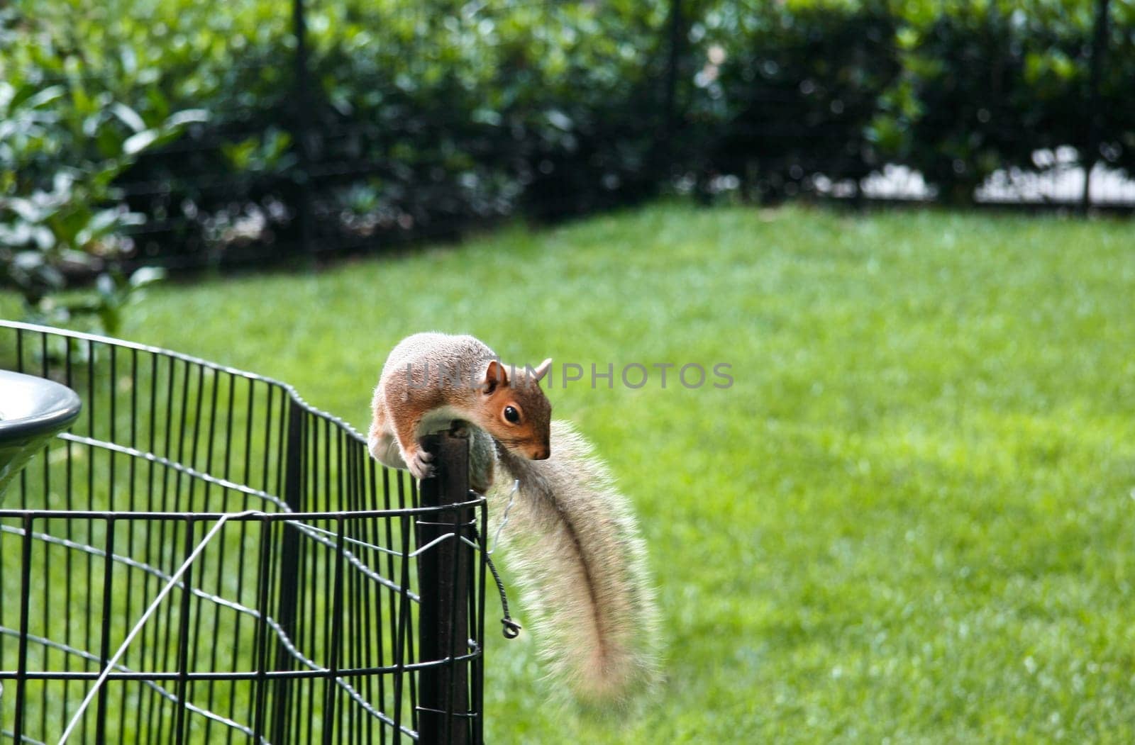 Really cute squirrel in Central Park, New York, United States