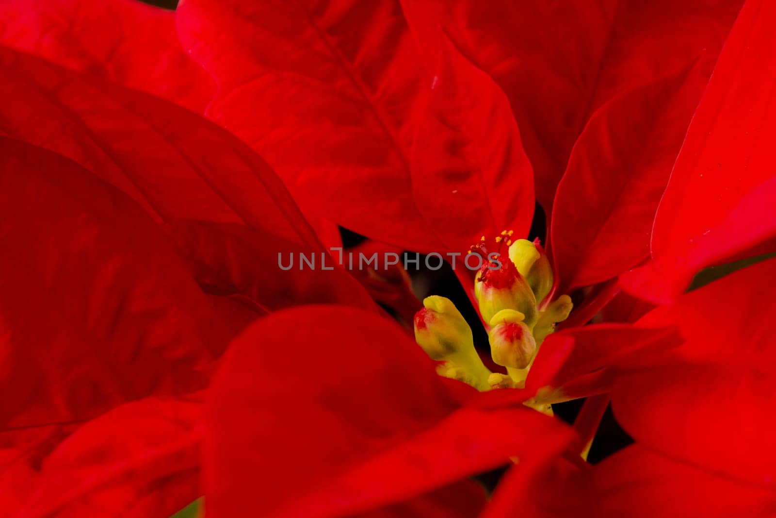 Flower of christmas eve in low-light, presenting details in leaves. the shots were made with the black background.