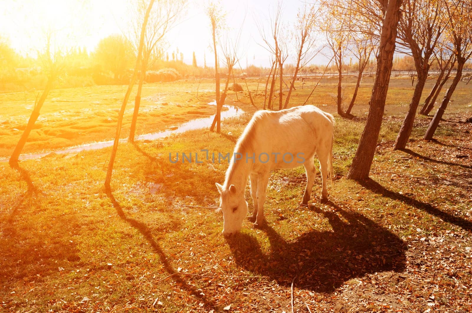 Horse eating grass in golden sunrise at Holy Fish Pond, Shey Monastery, Leh Ladakh, India.