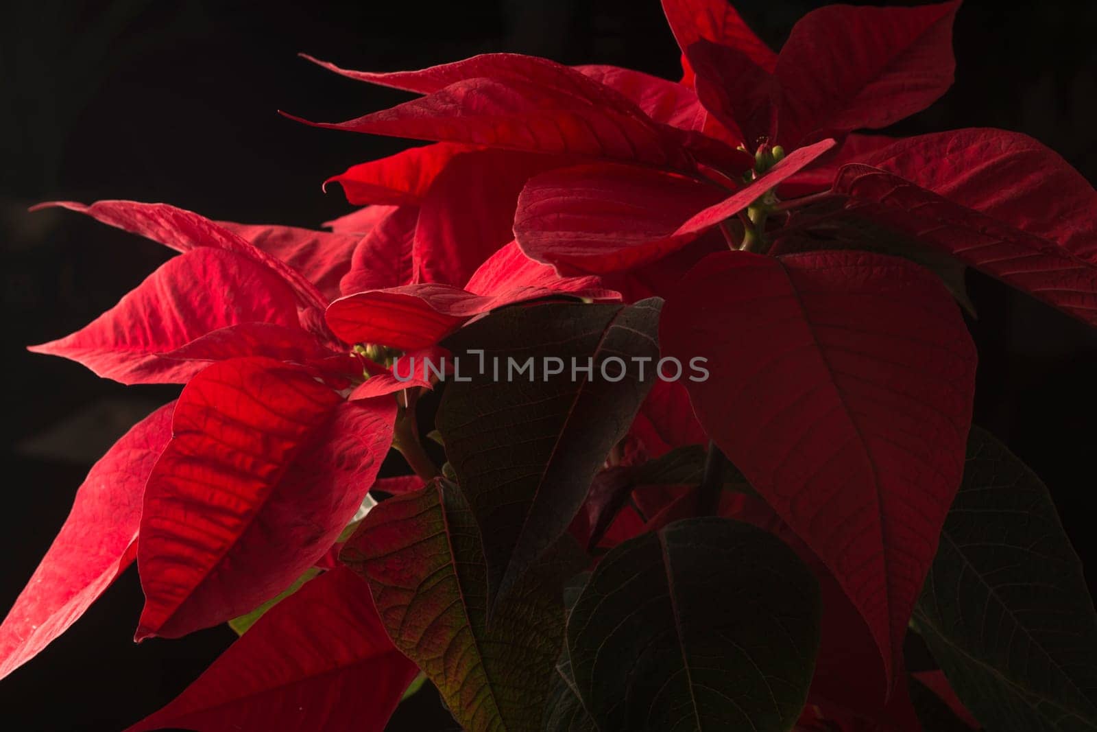 Flower of christmas eve in low-light, presenting details in leaves. the shots were made with the black background.