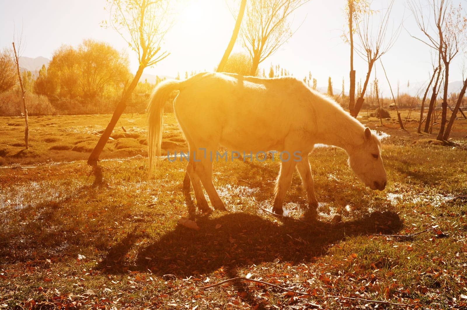Horse eating grass in golden sunlight at Holy Fish Pond, Shey Monastery, Leh Ladakh, India.