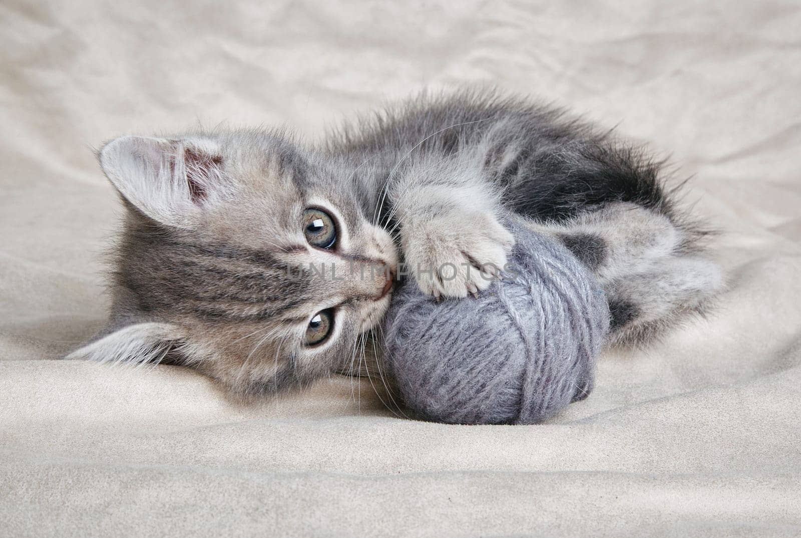 playful tabby kitten with gray ball on gray background