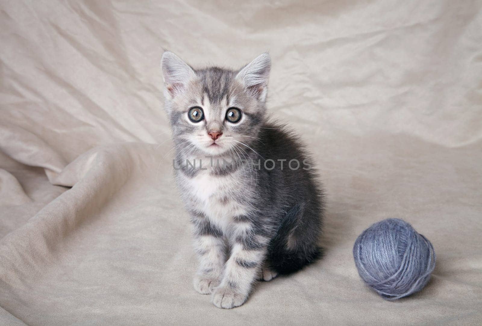 gray kitten with ball on gray background