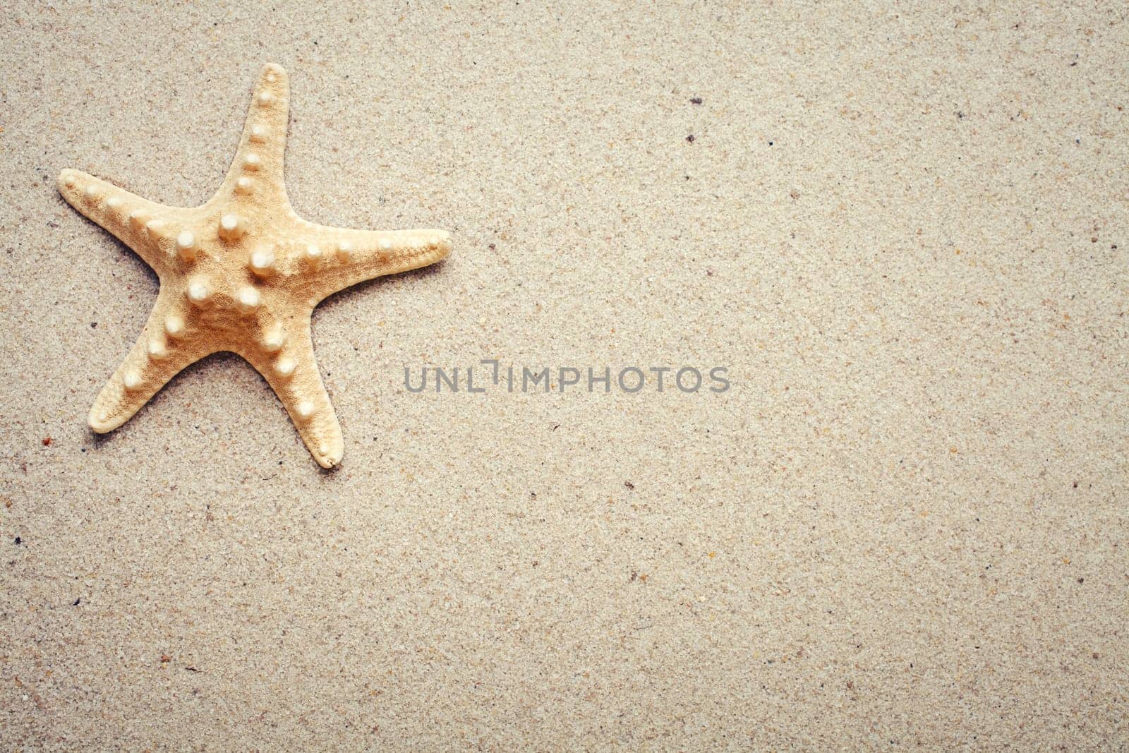 Sea shells on sand. Summer beach background. Top view. place for text