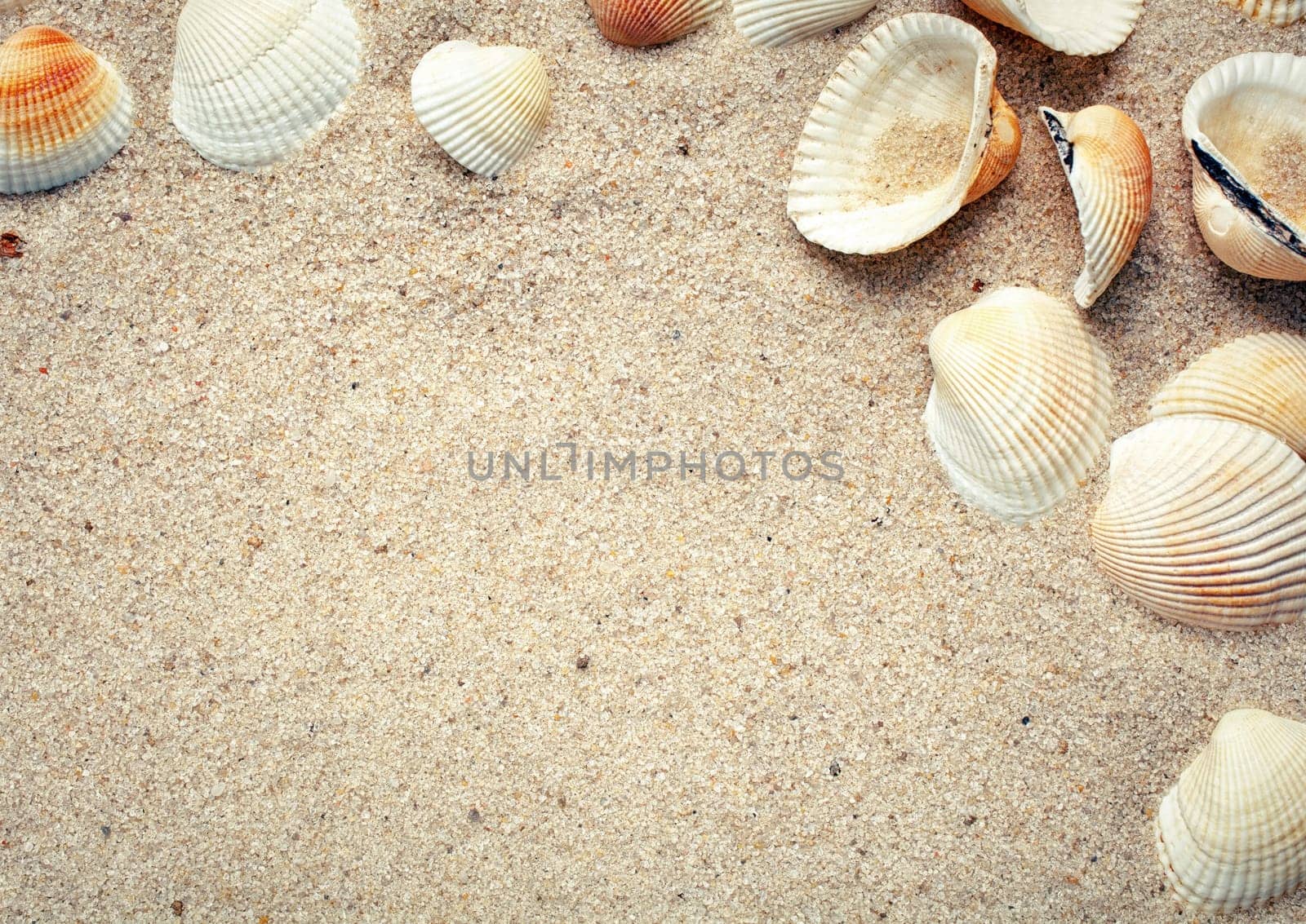 Sea shells on sand. Summer beach background. Top view. place for text
