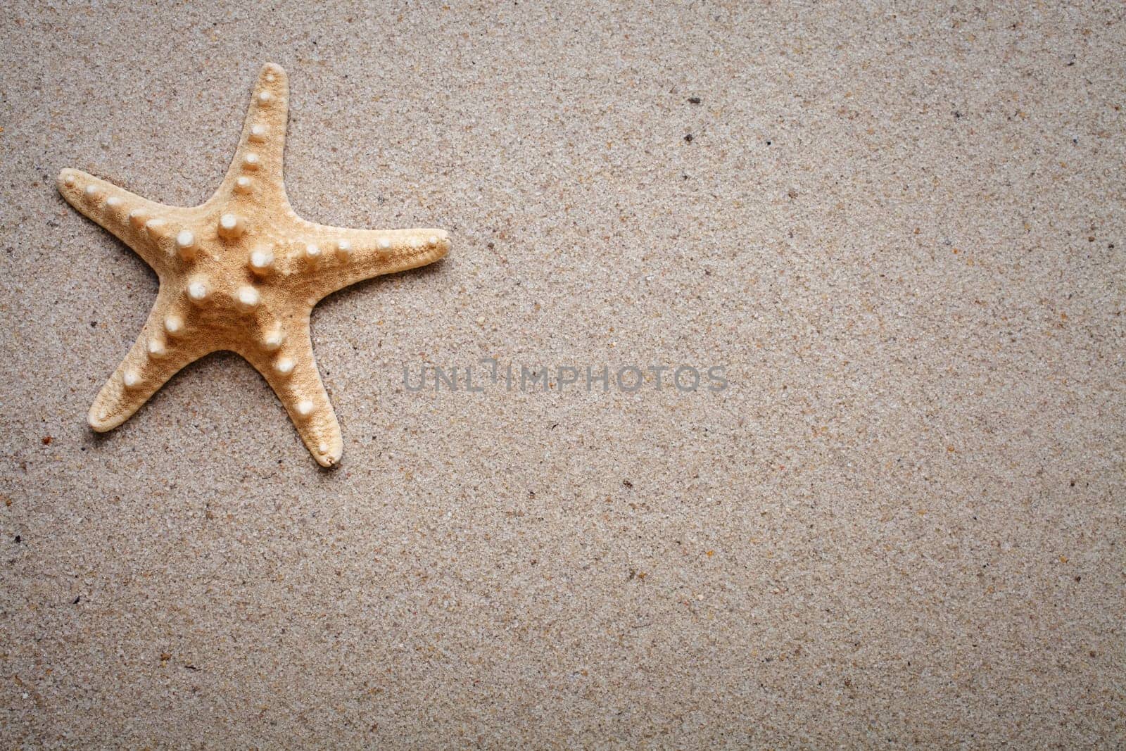 Sea shells on sand. Summer beach background. Top view. place for text