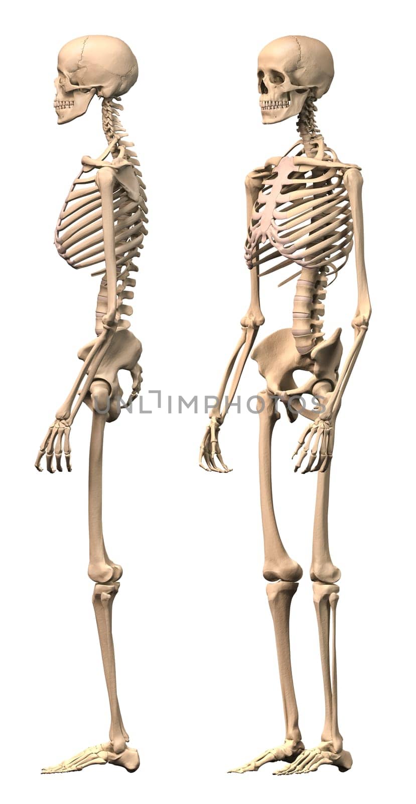 Male Human skeleton, two views, side and perspective. Scientifically correct, photorealistic 3-D rendering. Clipping path included.