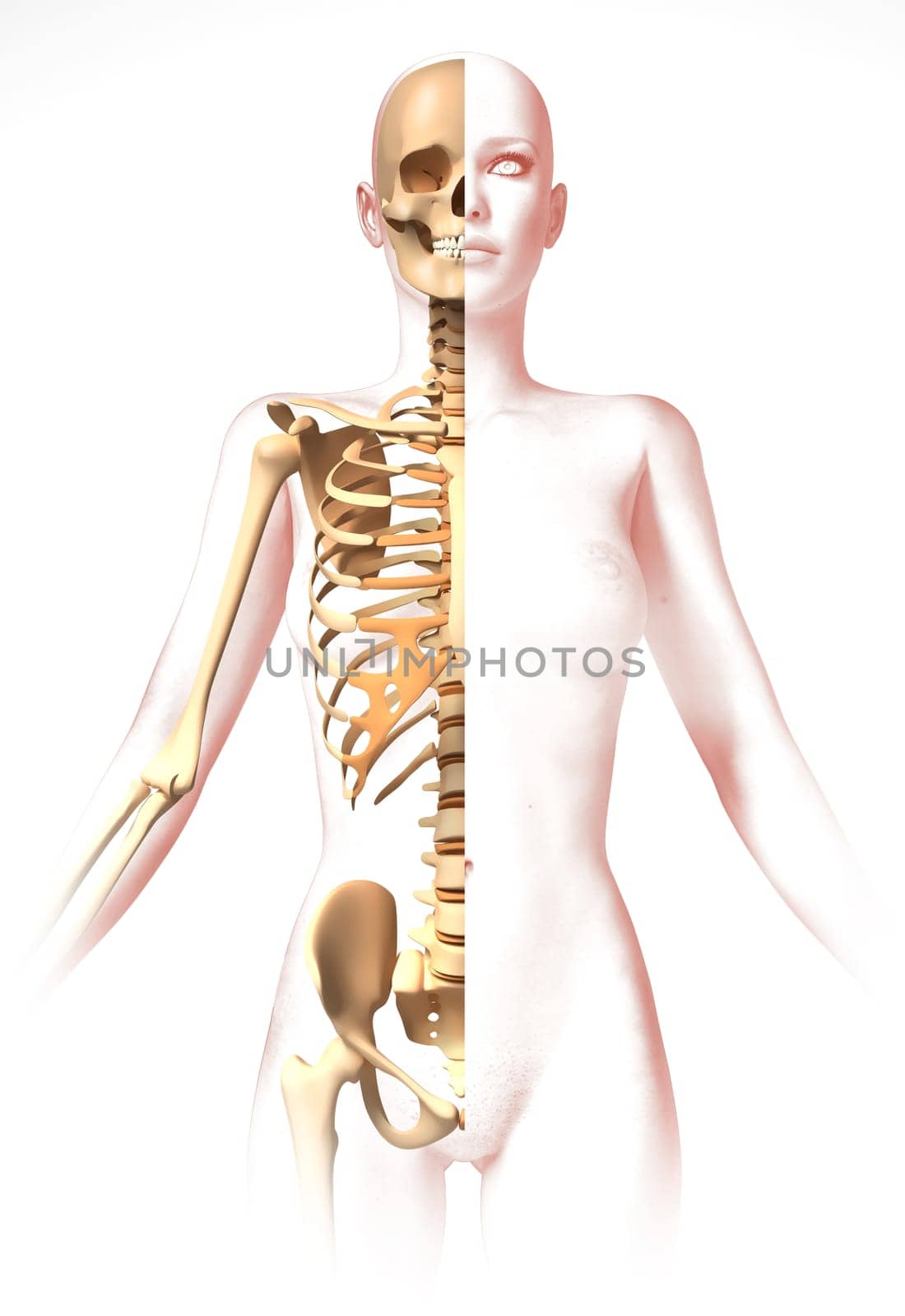 Woman body, with skeleton. Anatomy image, stylized look. Clipping path included.