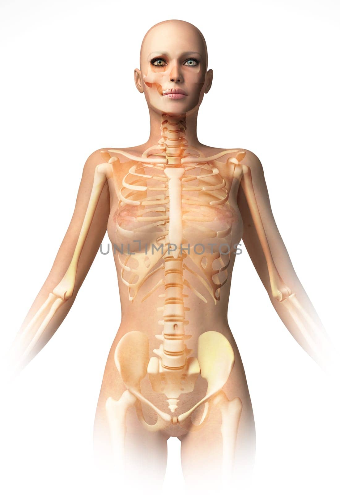 Woman body, with bone skeleton superimposed. With clipping path included. Anatomy image.