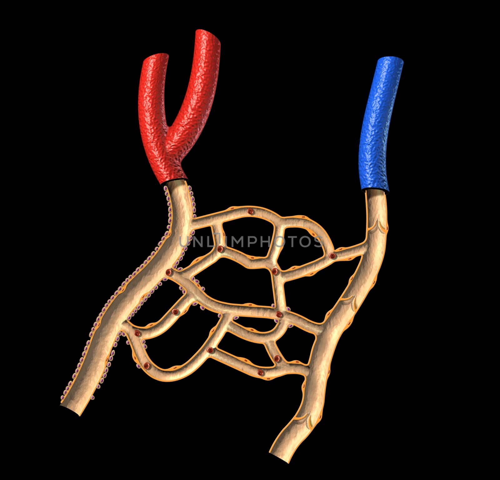 Human veins and arteries cutaway diagram, on black background, with clipping path.