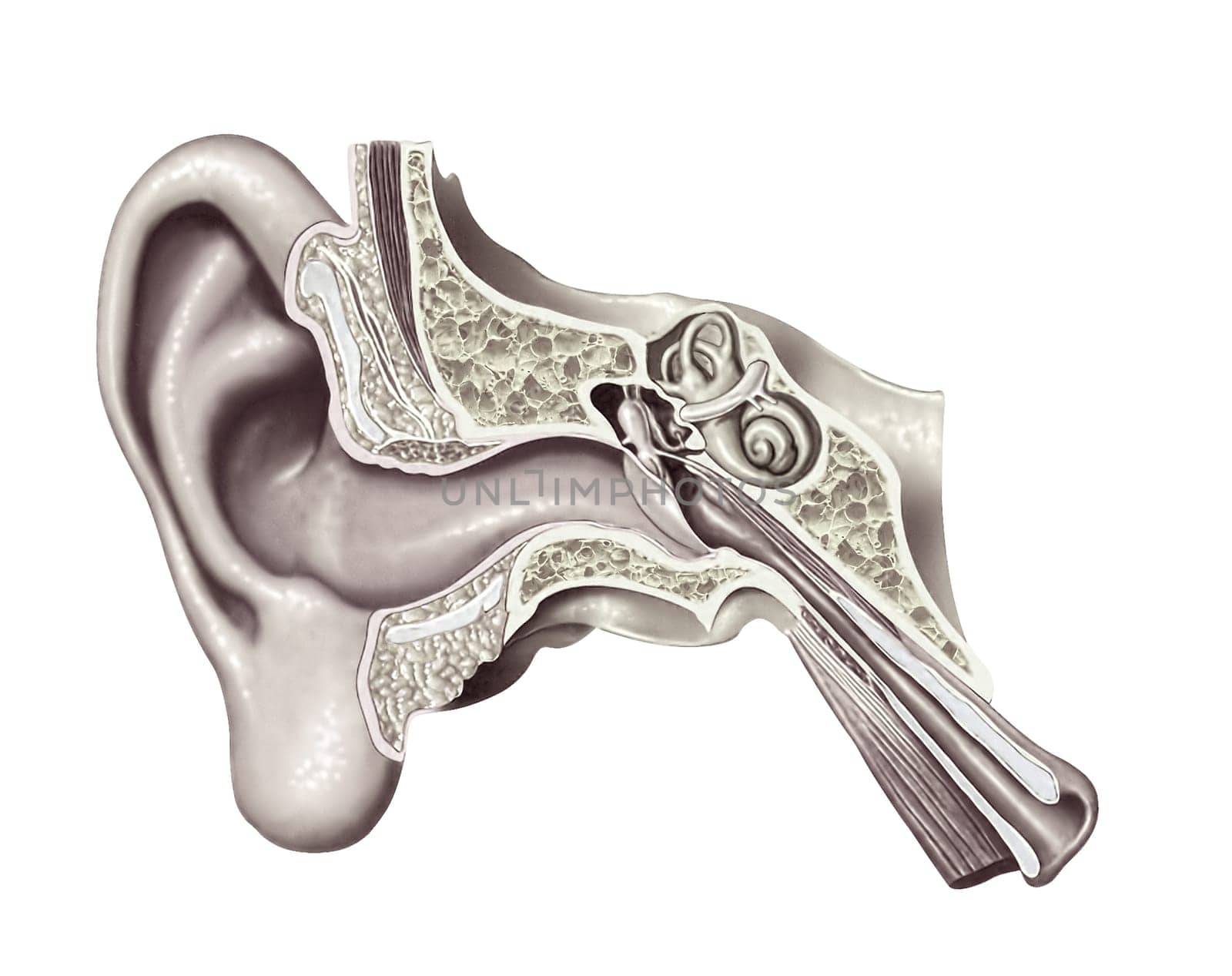Human ear cutaway diagram. Anatomy illustration.