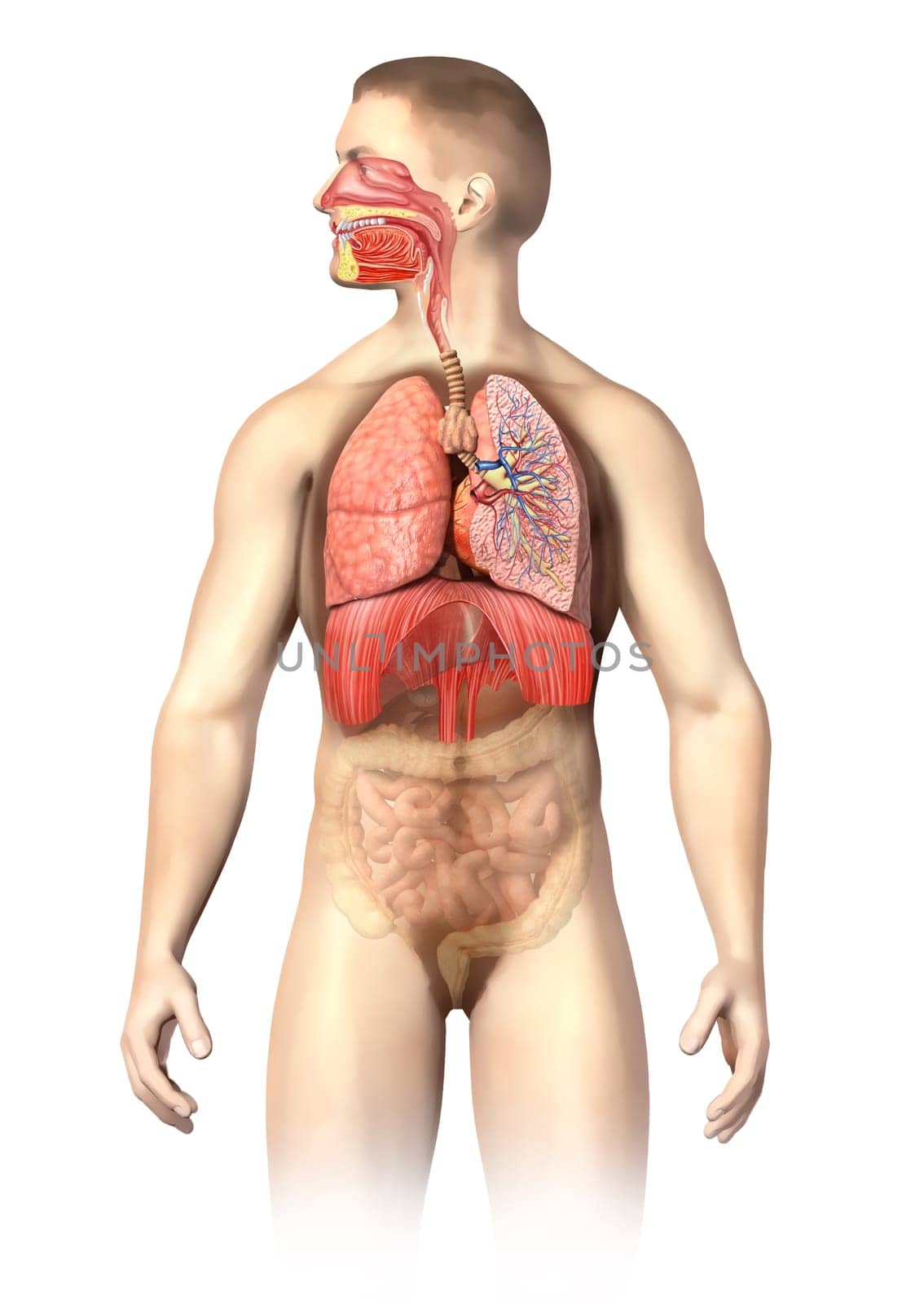 Man anatomy Respiratory system cutaway, including mouth. The other organs, are visible in half tones. On white background with clipping path.