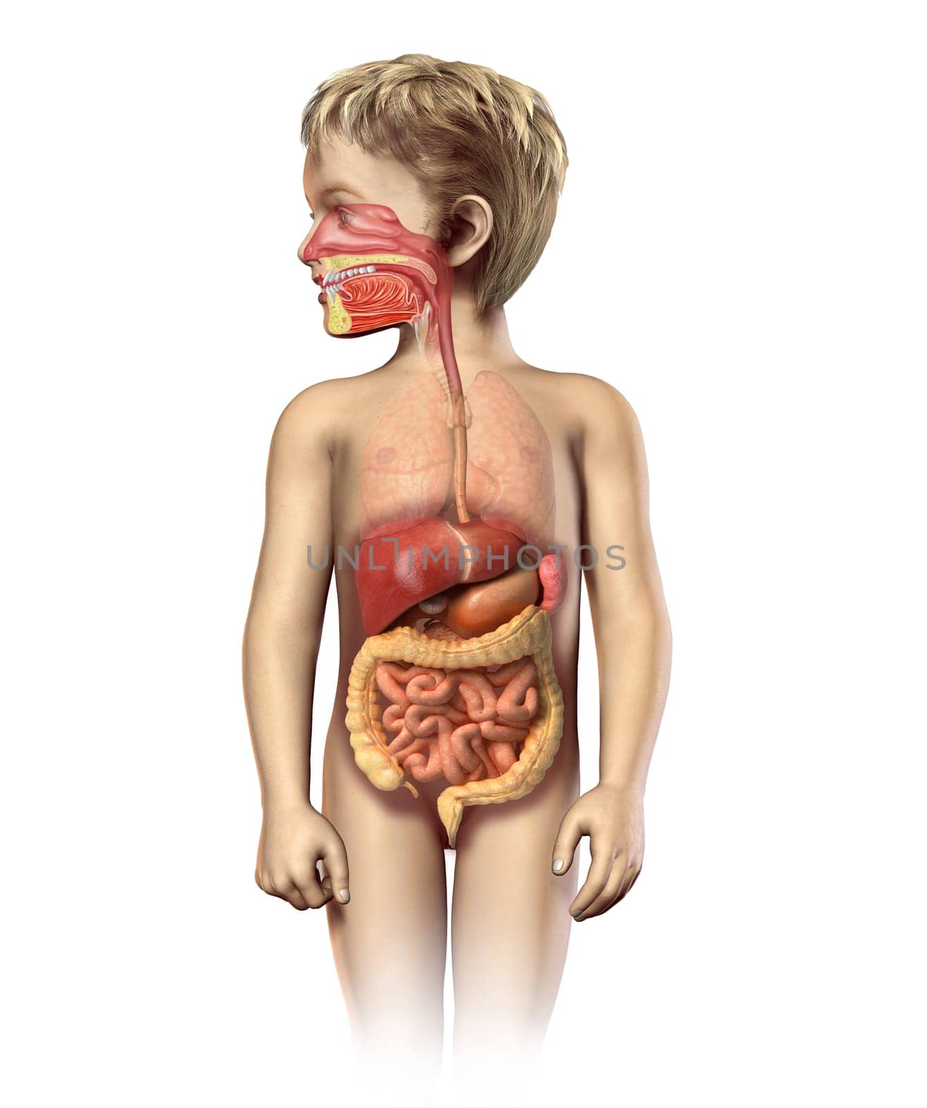 Child anatomy full digestive system cutaway. Including mouth and nasal cross section. Other organs in half tone. On white background with clipping path.