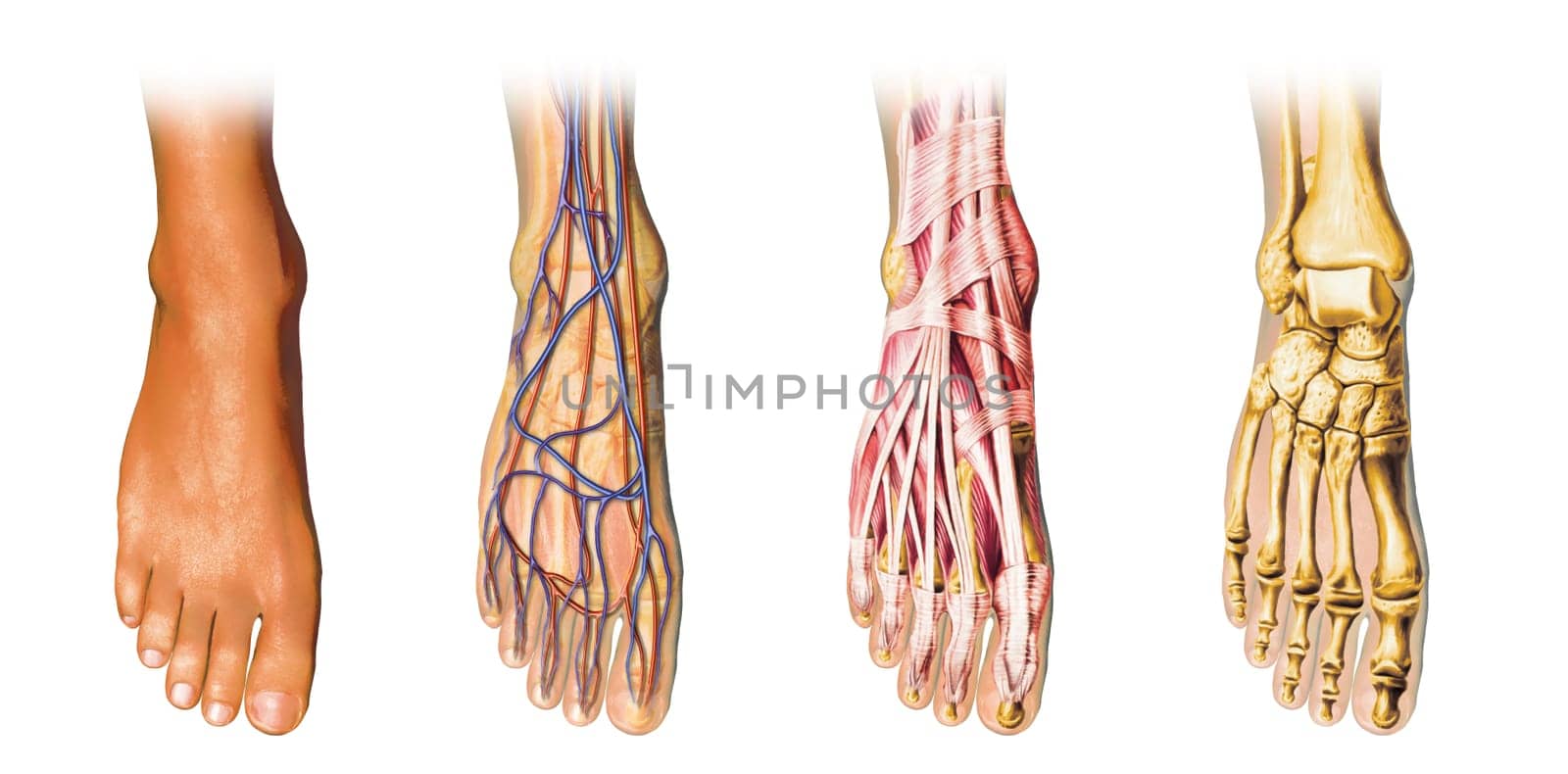 Human foot anatomy cutaway representation, showing skin, veins and arterias, muscles, bones. With clipping path included.