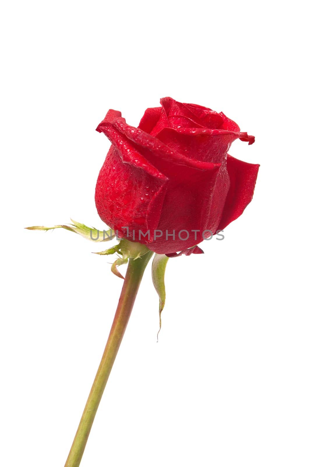 Beautiful red rose isolated on white background