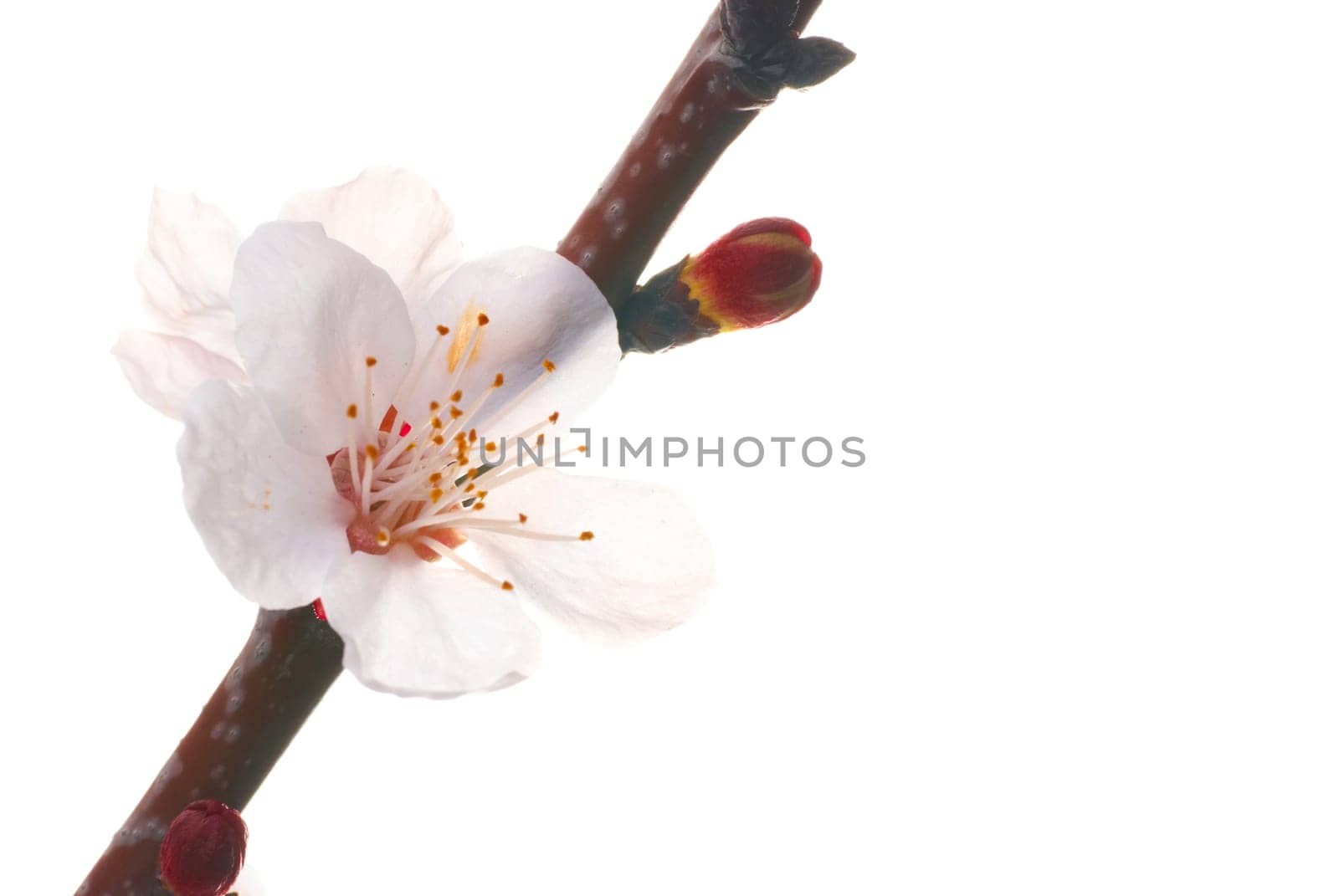 Almond white flowers isolated on white background