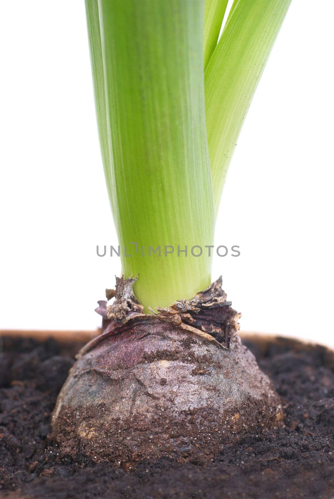 Bulb of hyacinth in the soil isolated on white