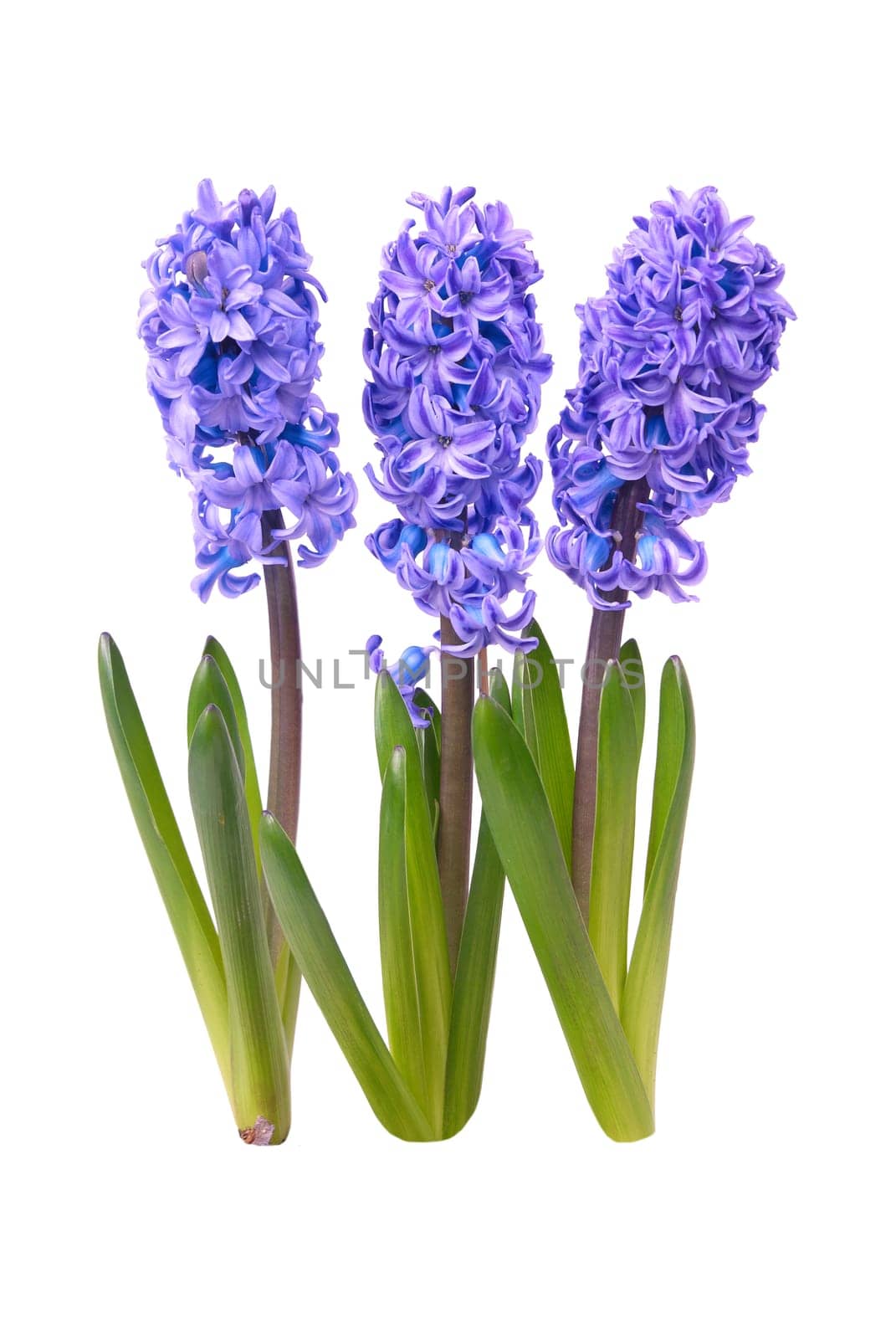 Three blue flowers hyacinthes with green leaves isolated on white