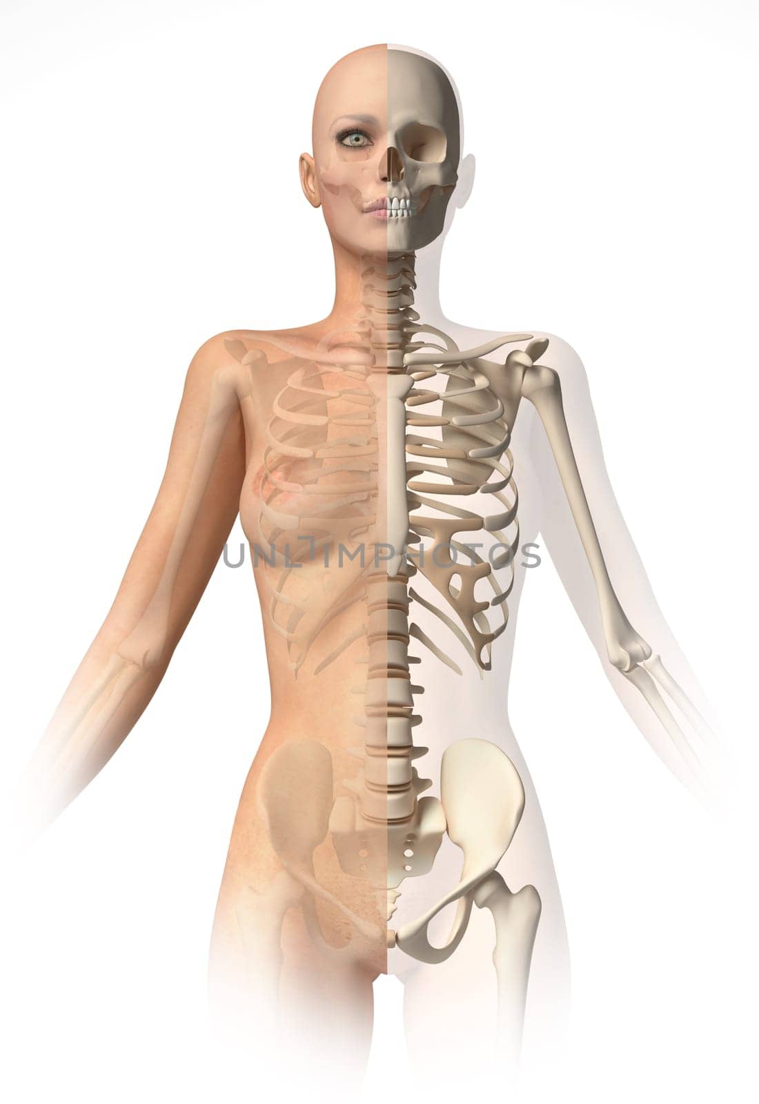 Naked woman with bone skeleton superimposed. With clipping path included.