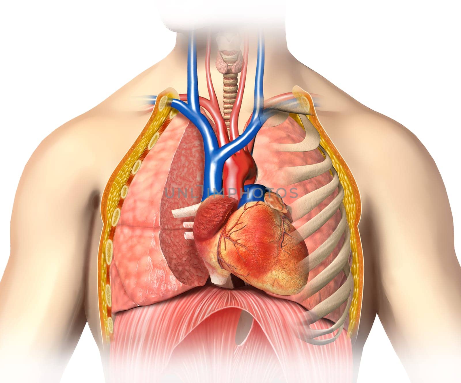 Man anatomy thorax cutaway with heart with main blood veins, arterias and lungs.