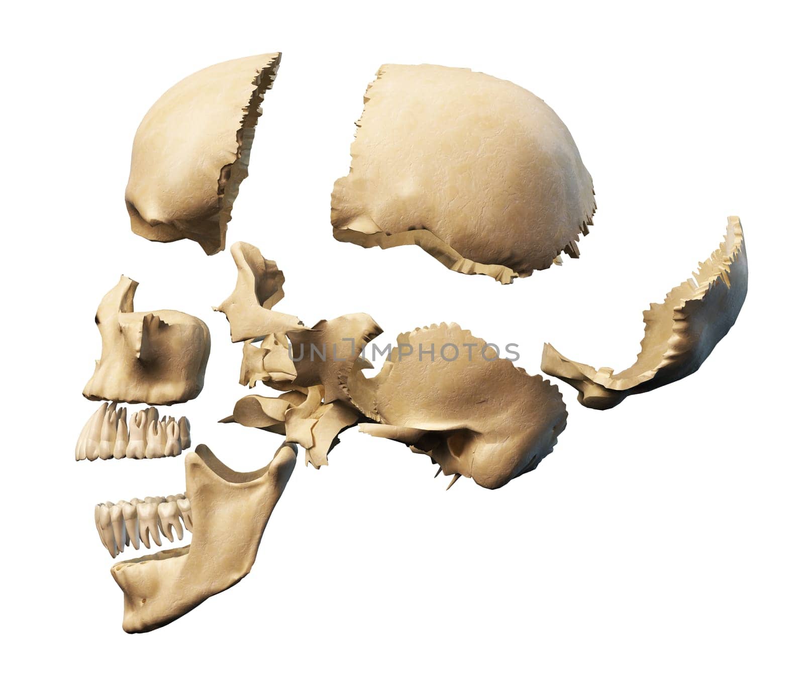 Human skull with parts exploded. Side view, on white background. Clipping path included.