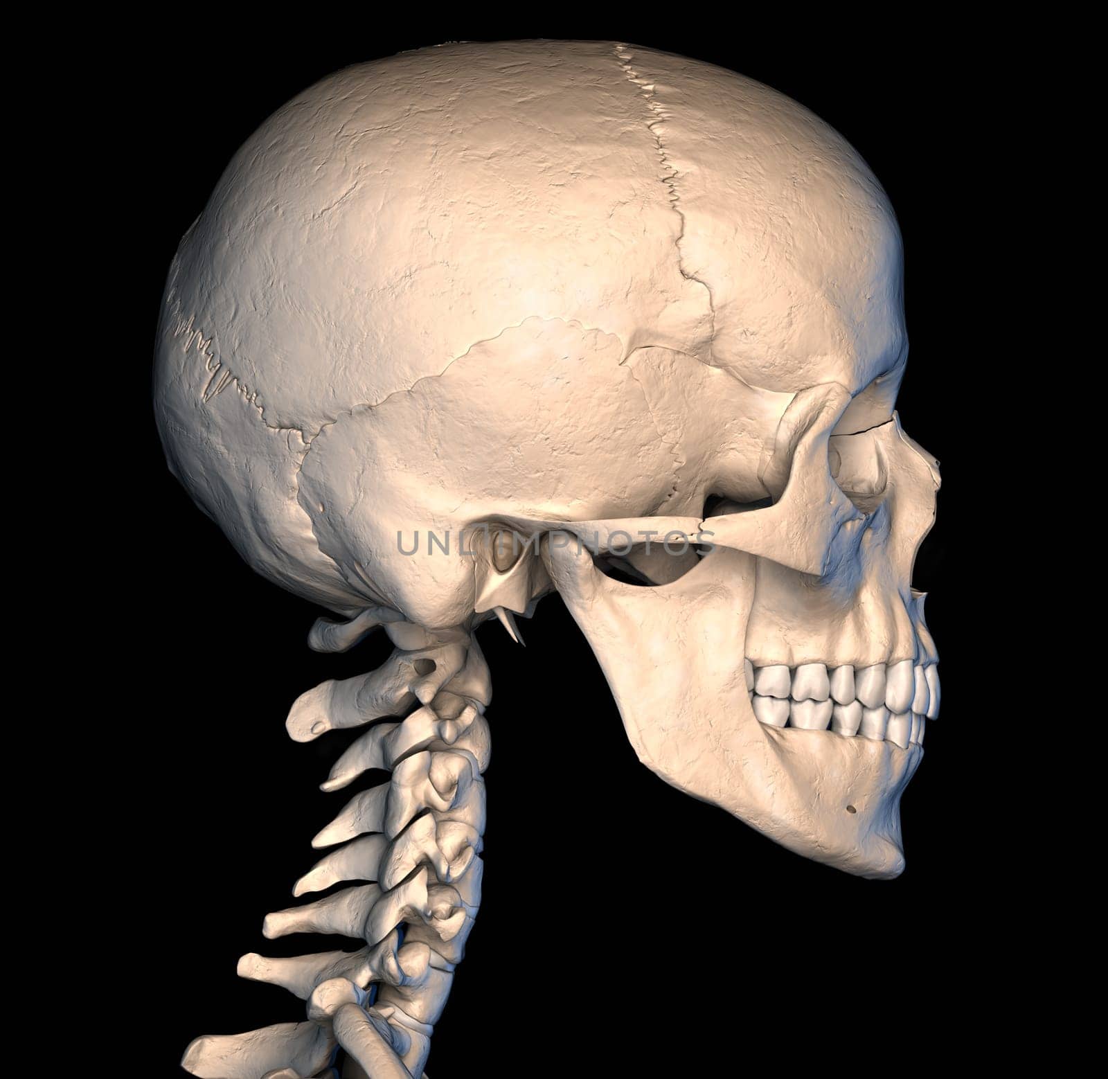 Very detailed and scientifically correct human skull. side view, on black background. Anatomy image.
