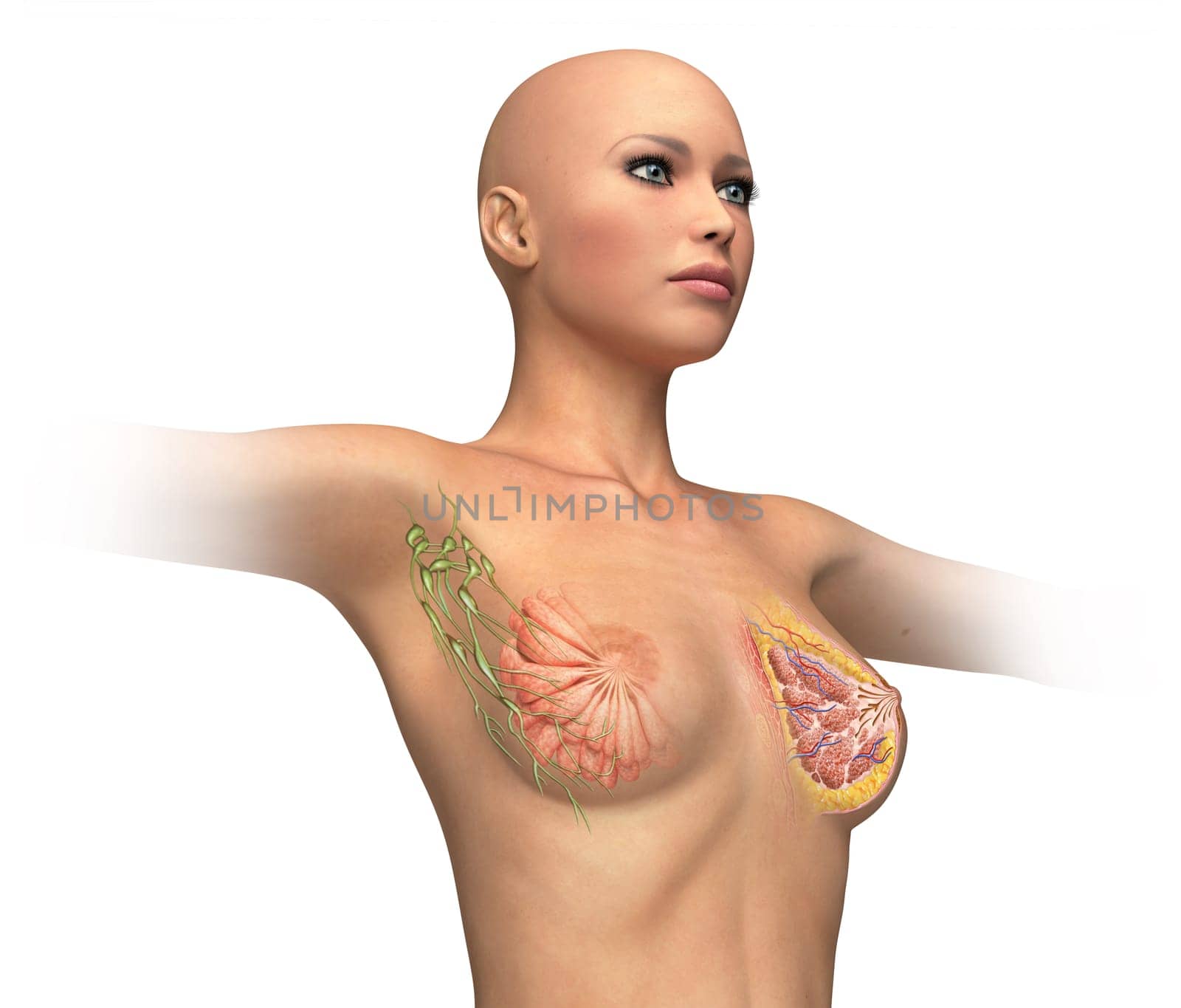 Woman torse with breast cutaway, cross section. On white background and clipping path. Anatomy image.
