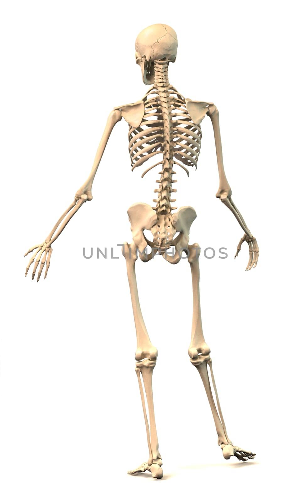 Male Human skeleton, extremely detailed and scientifically correct, in dynamic posture, rear view. On white background, clipping path included. Anatomy image.