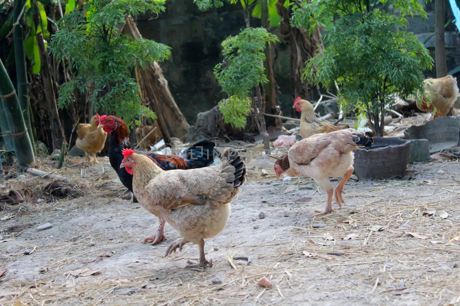chicken in the garden..