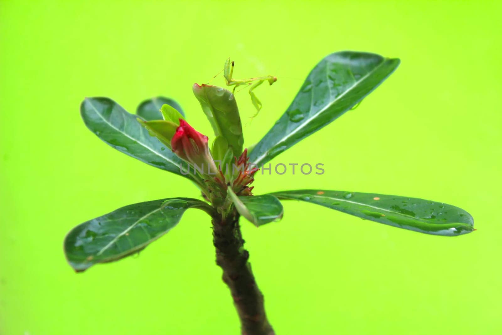 Flower
