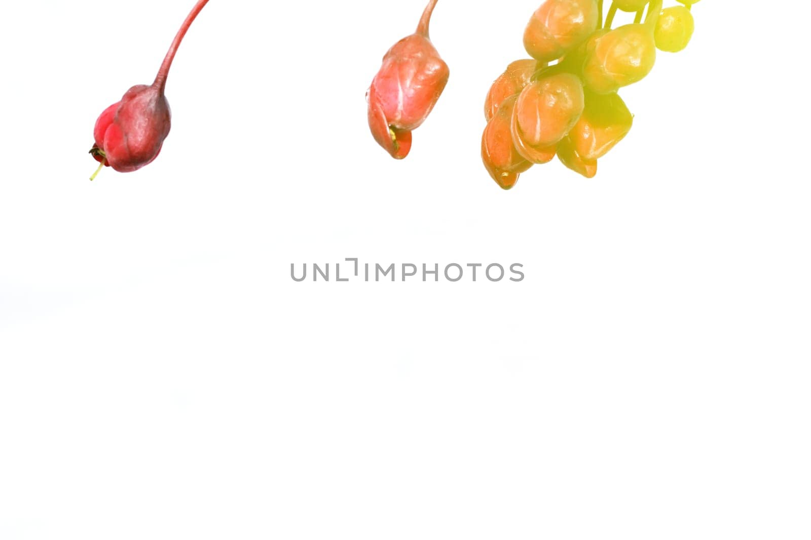 Flowers Design