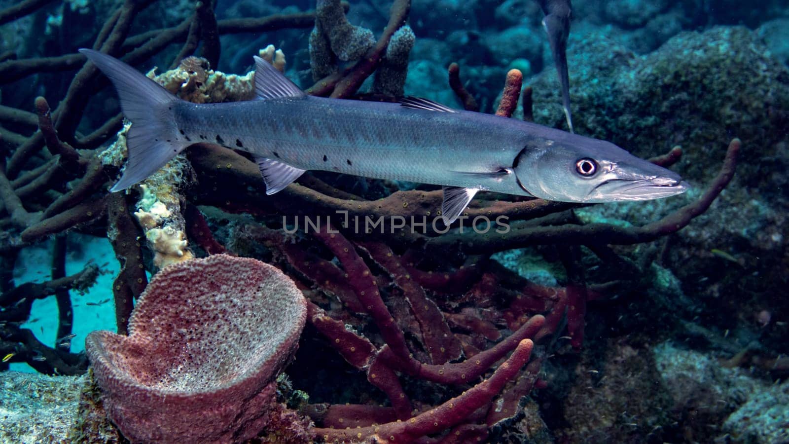A Great Barracuda in the tropical waters of Bonaire in the Caribbean