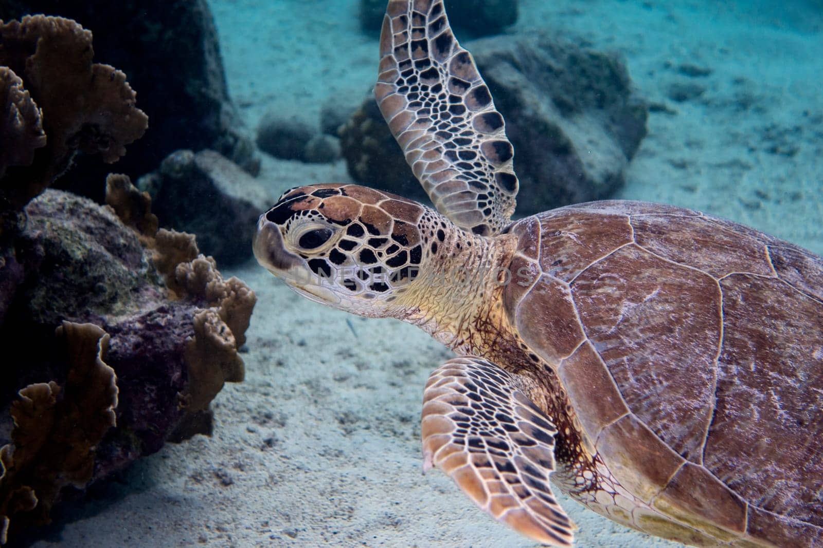 A green sea turtle swimming of the Caribbean island of Bonaire