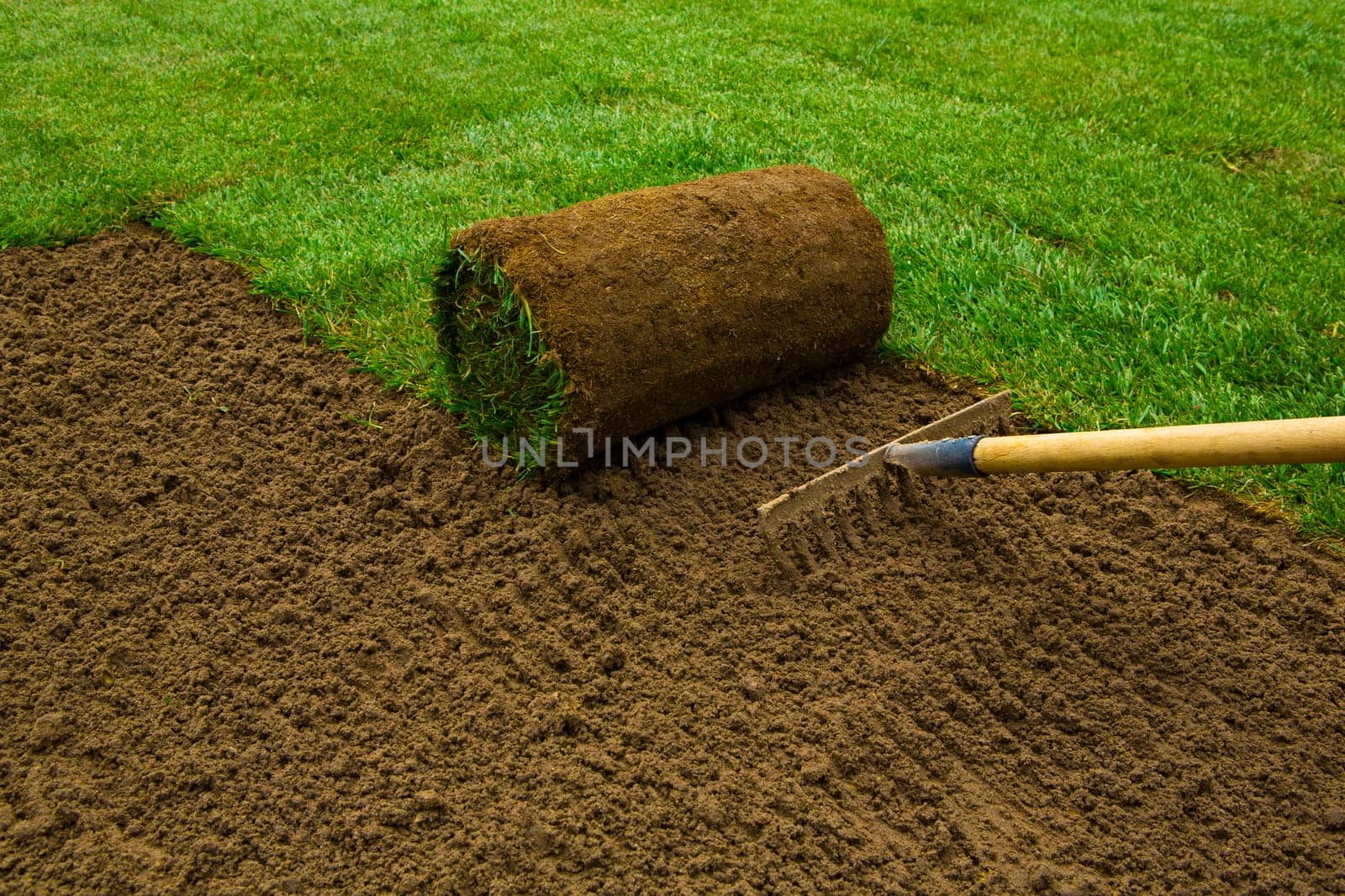 Gardener applying turf rolls in the backyard