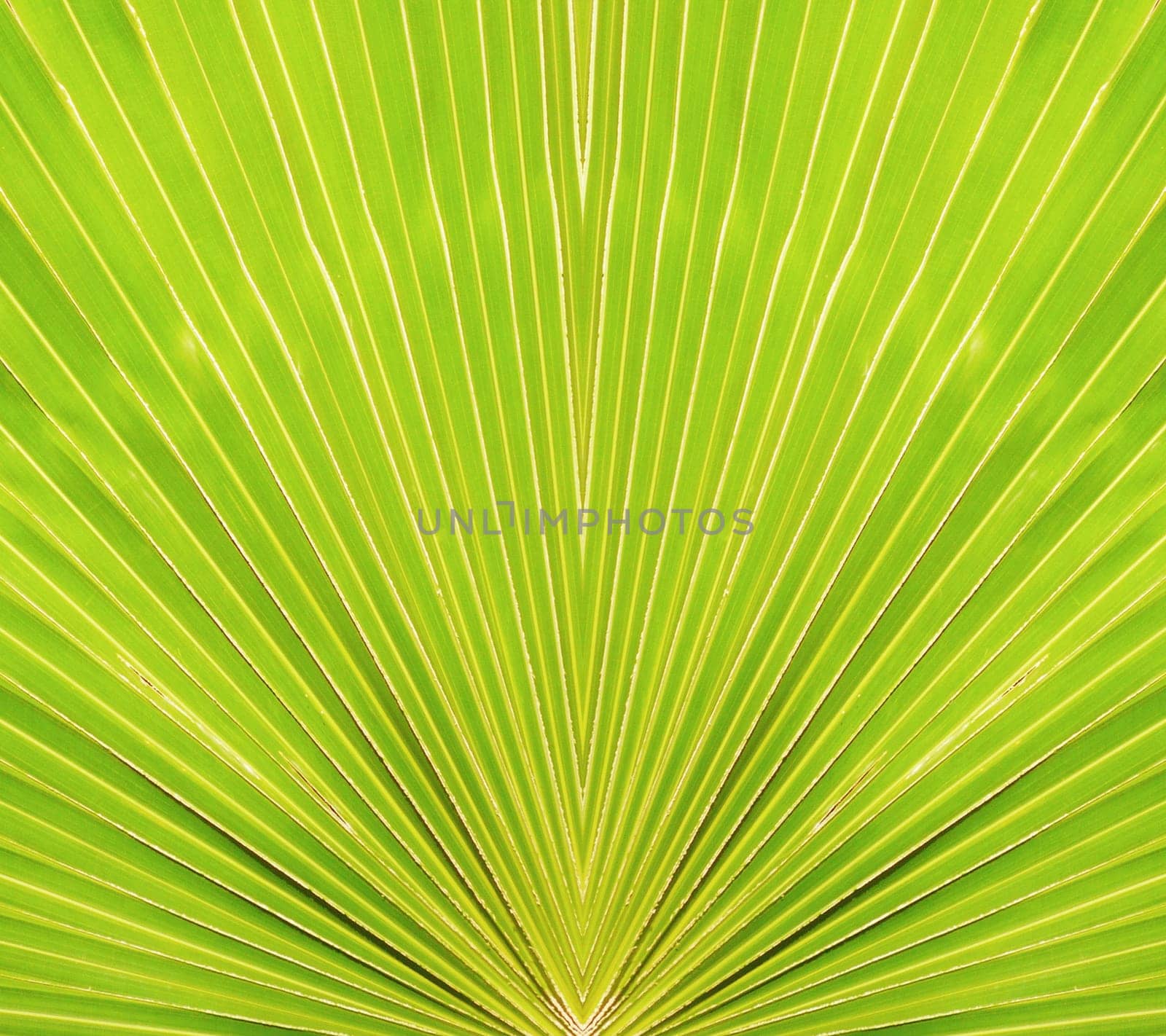 Outdoor gardening big green leaves background