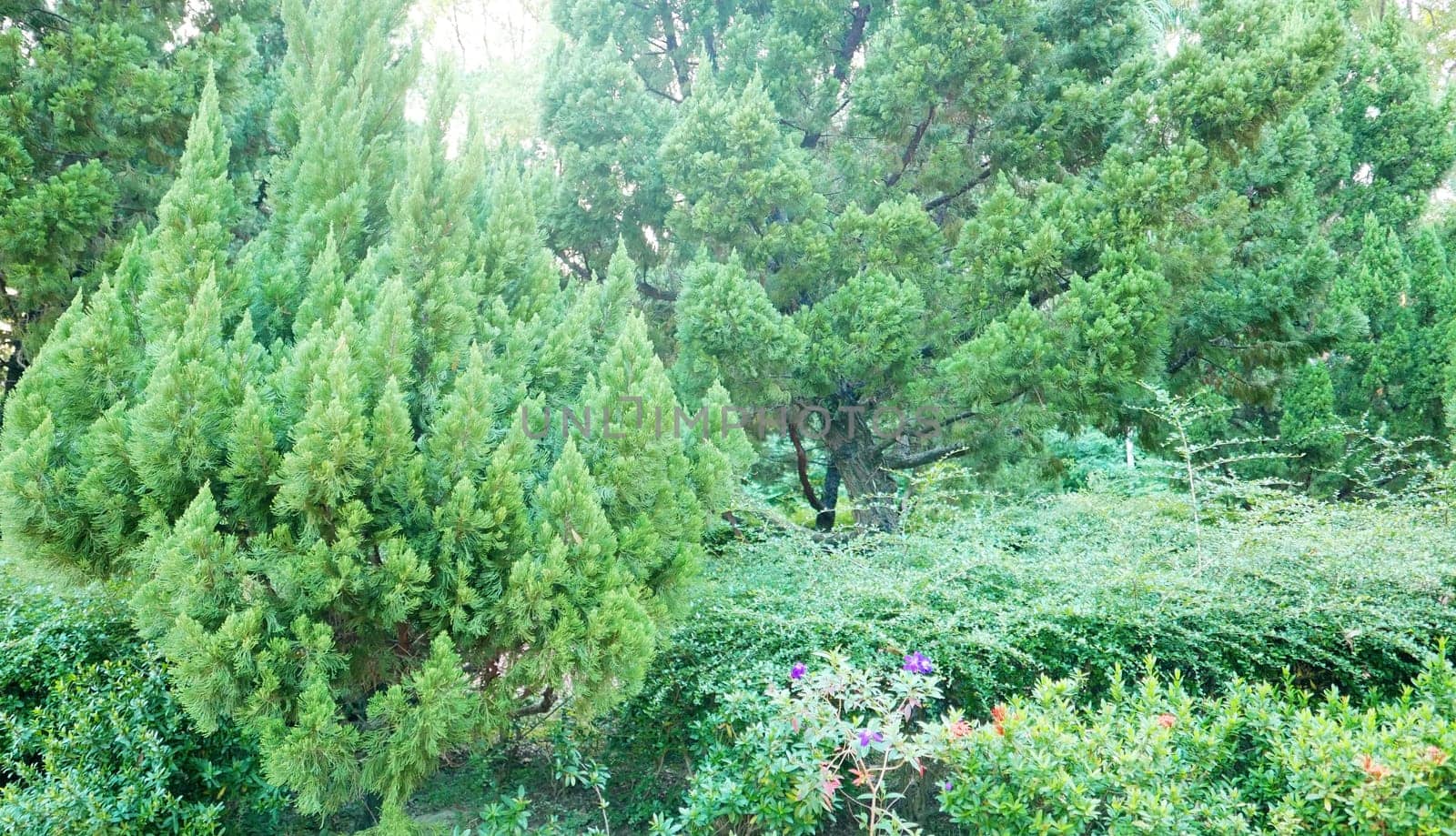 Background of green trees, outdoor plants in the backyard