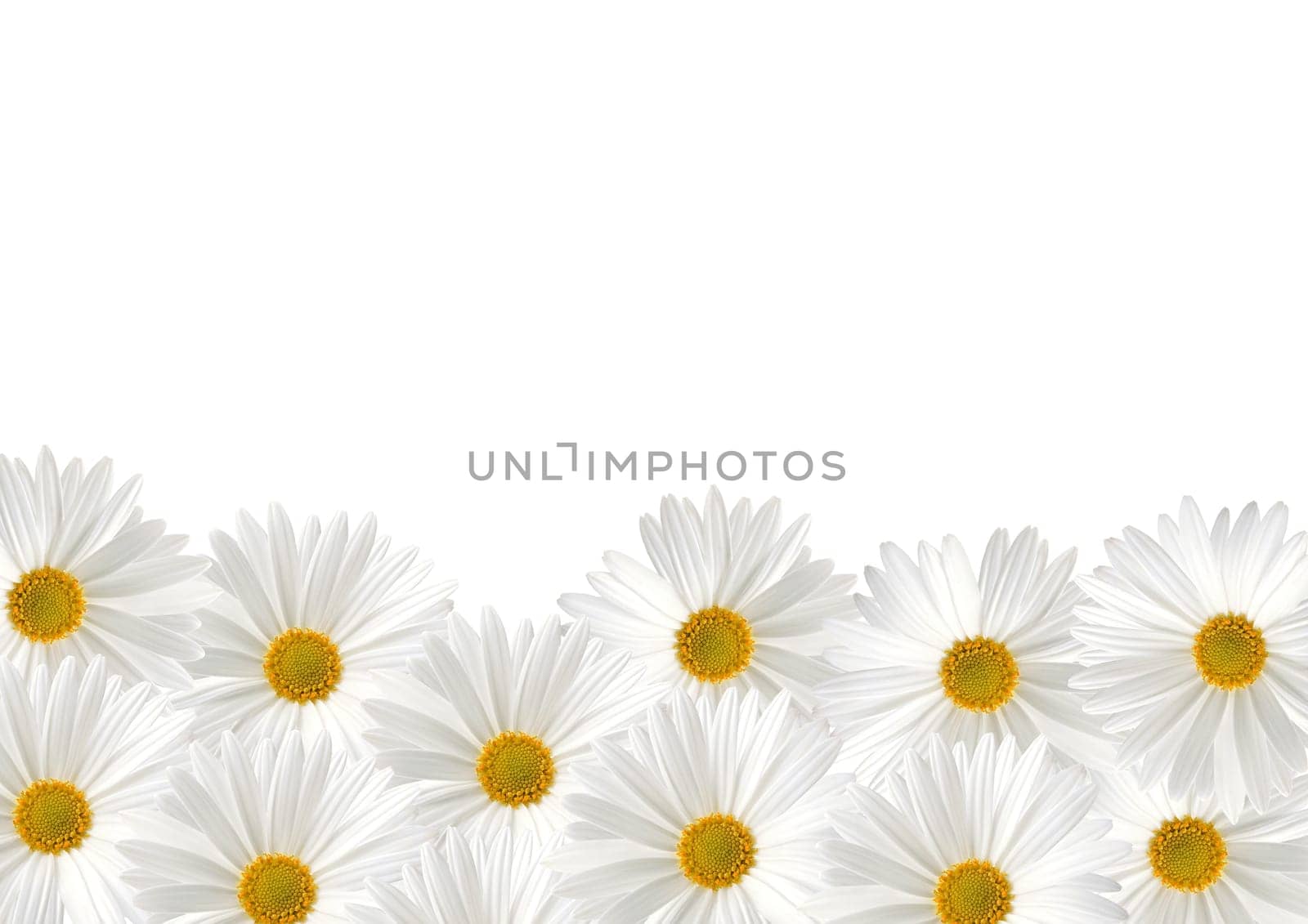 White sunflower floras on white background