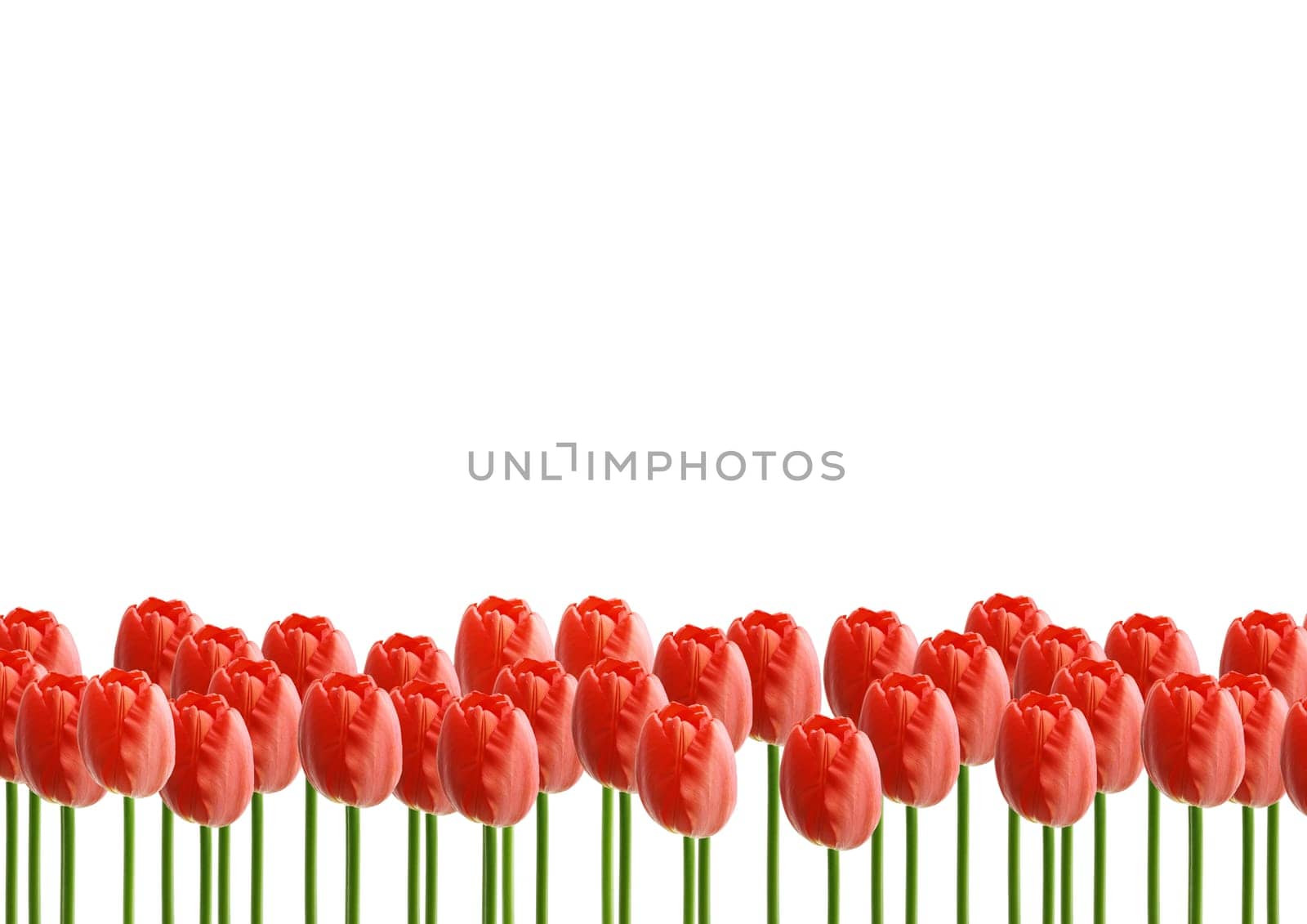 Red rose flowers with white background