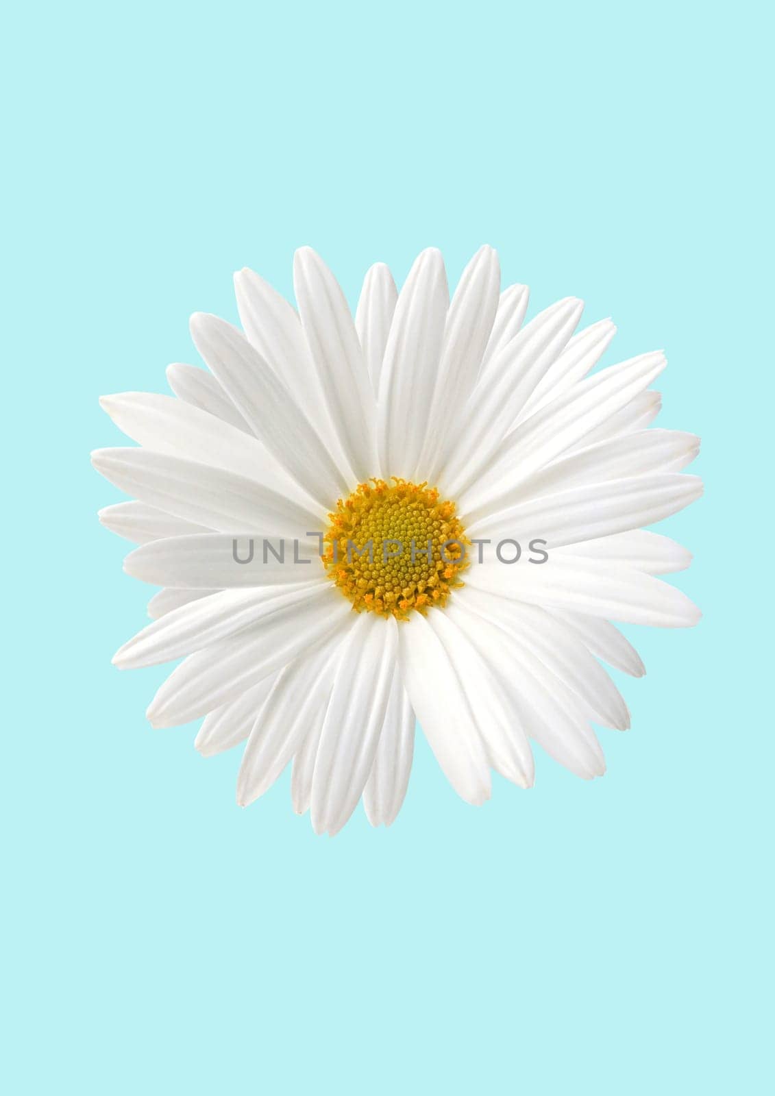 White sunflower flora on yellow background