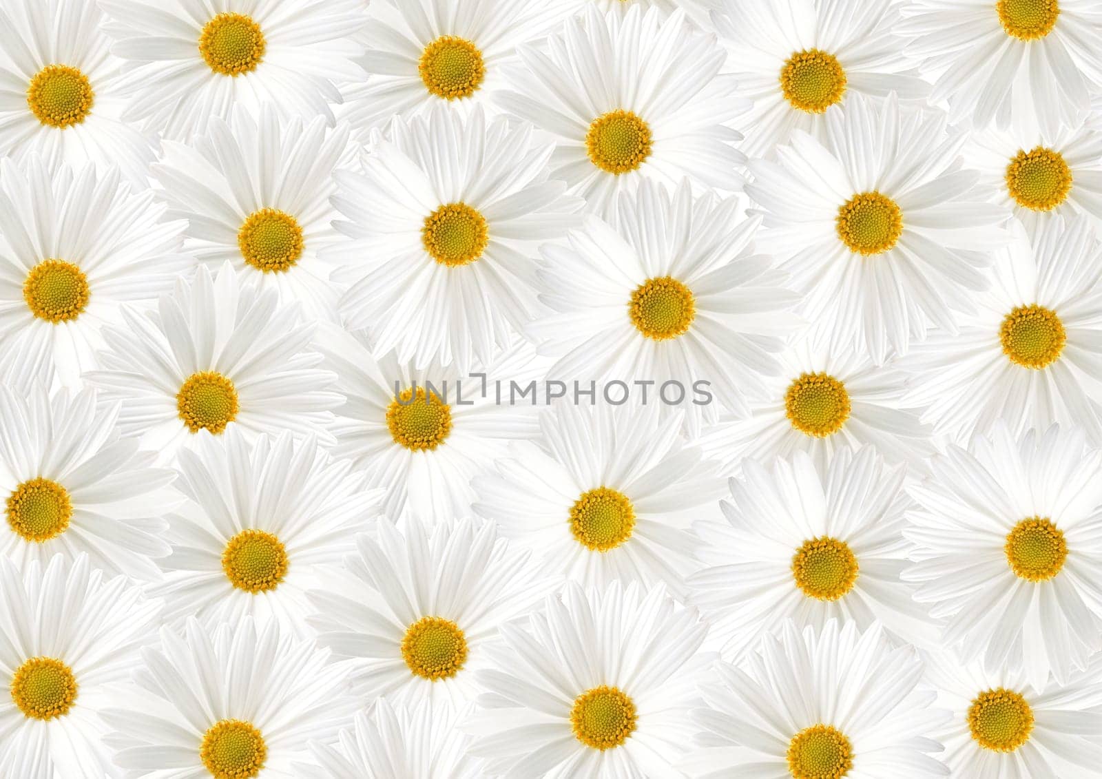 White sunflower floras of textured background