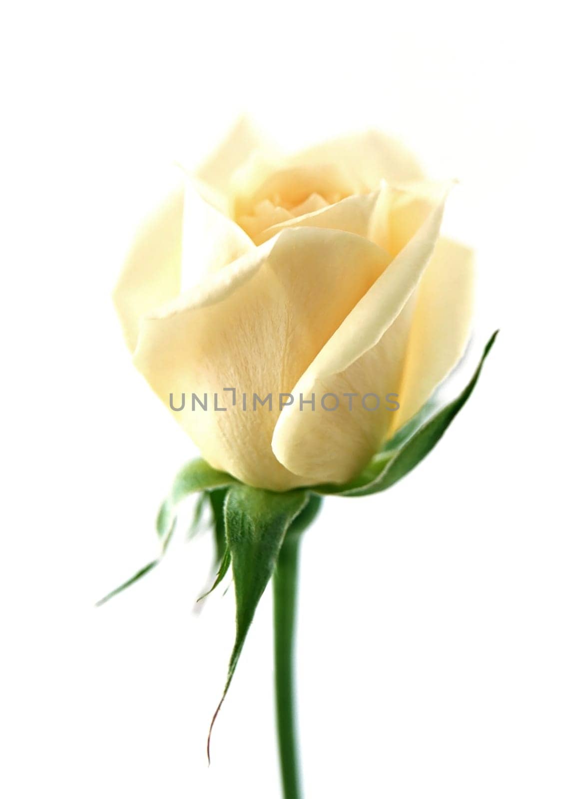 Flower light yellow rose on the white background