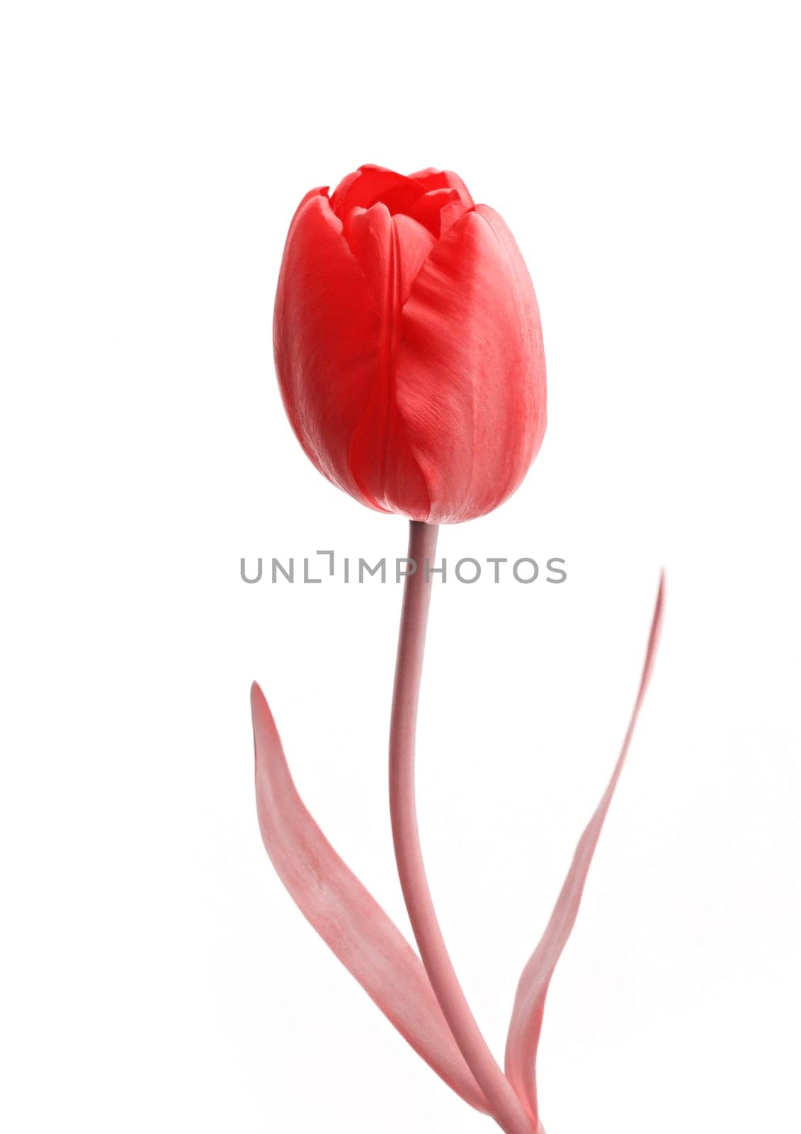 Single red rose flower with white background