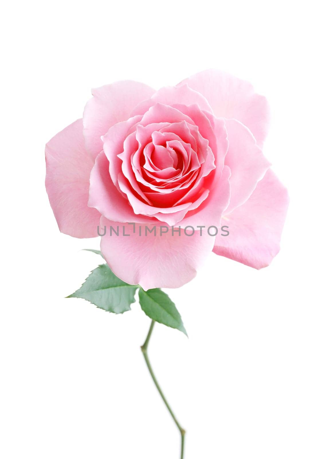 Flower pink rose on the white background