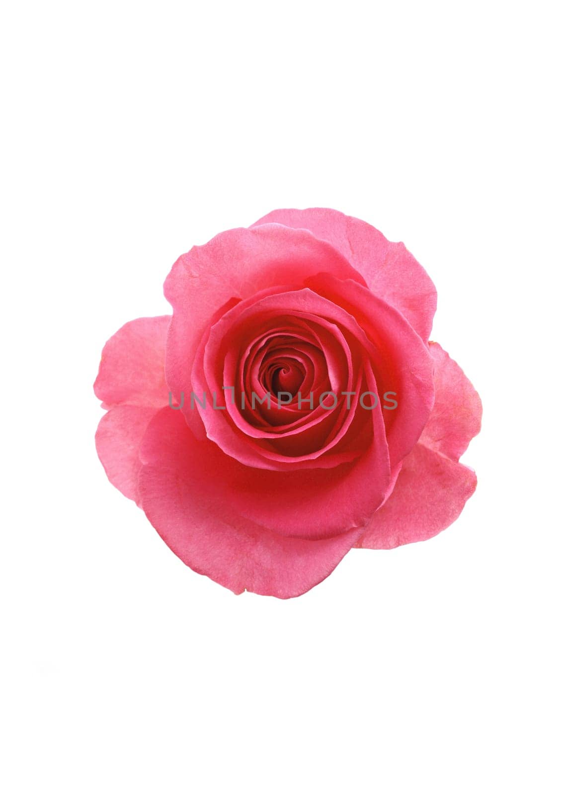 Flower pink rose on the white background