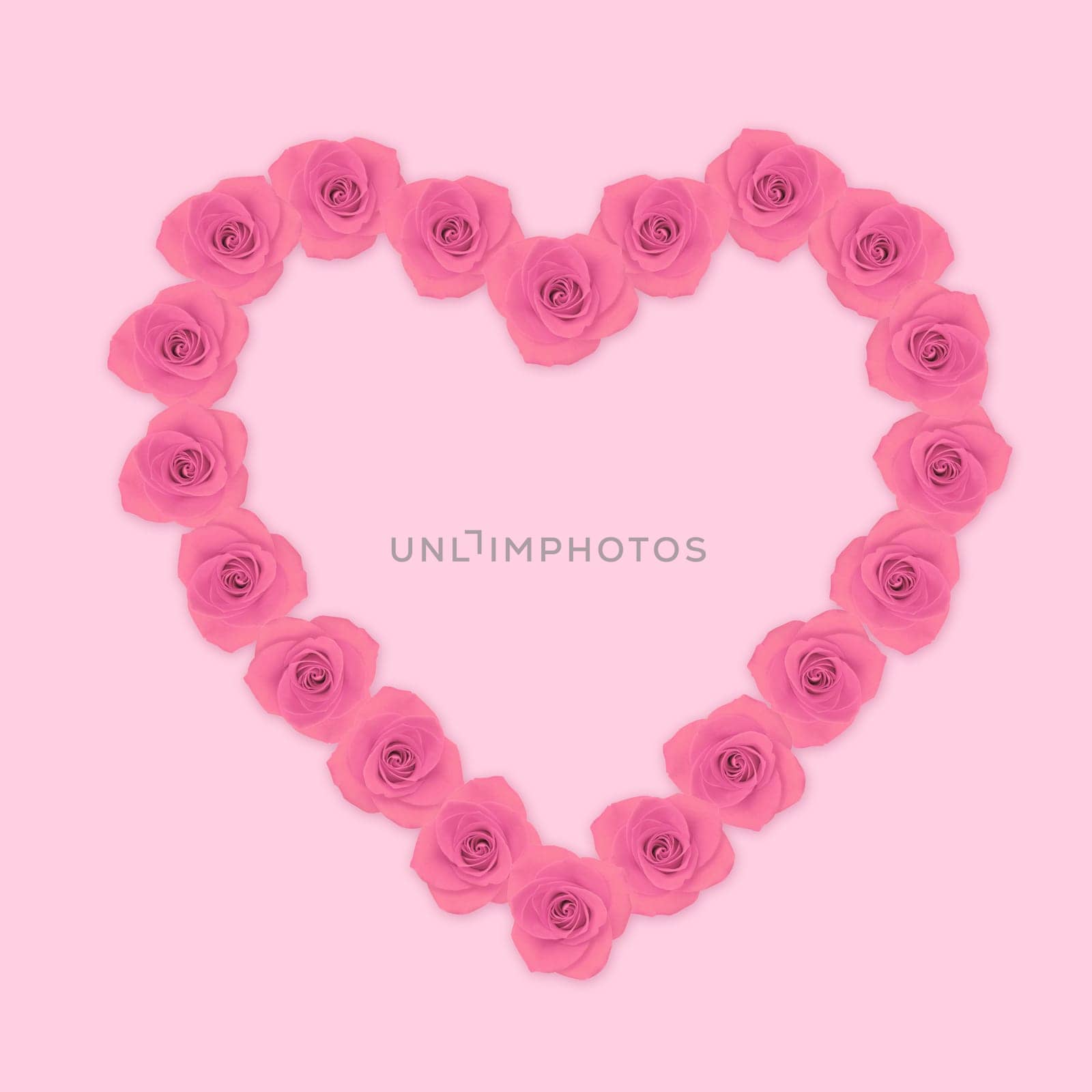 Heart shape pink rose flowers on pink background