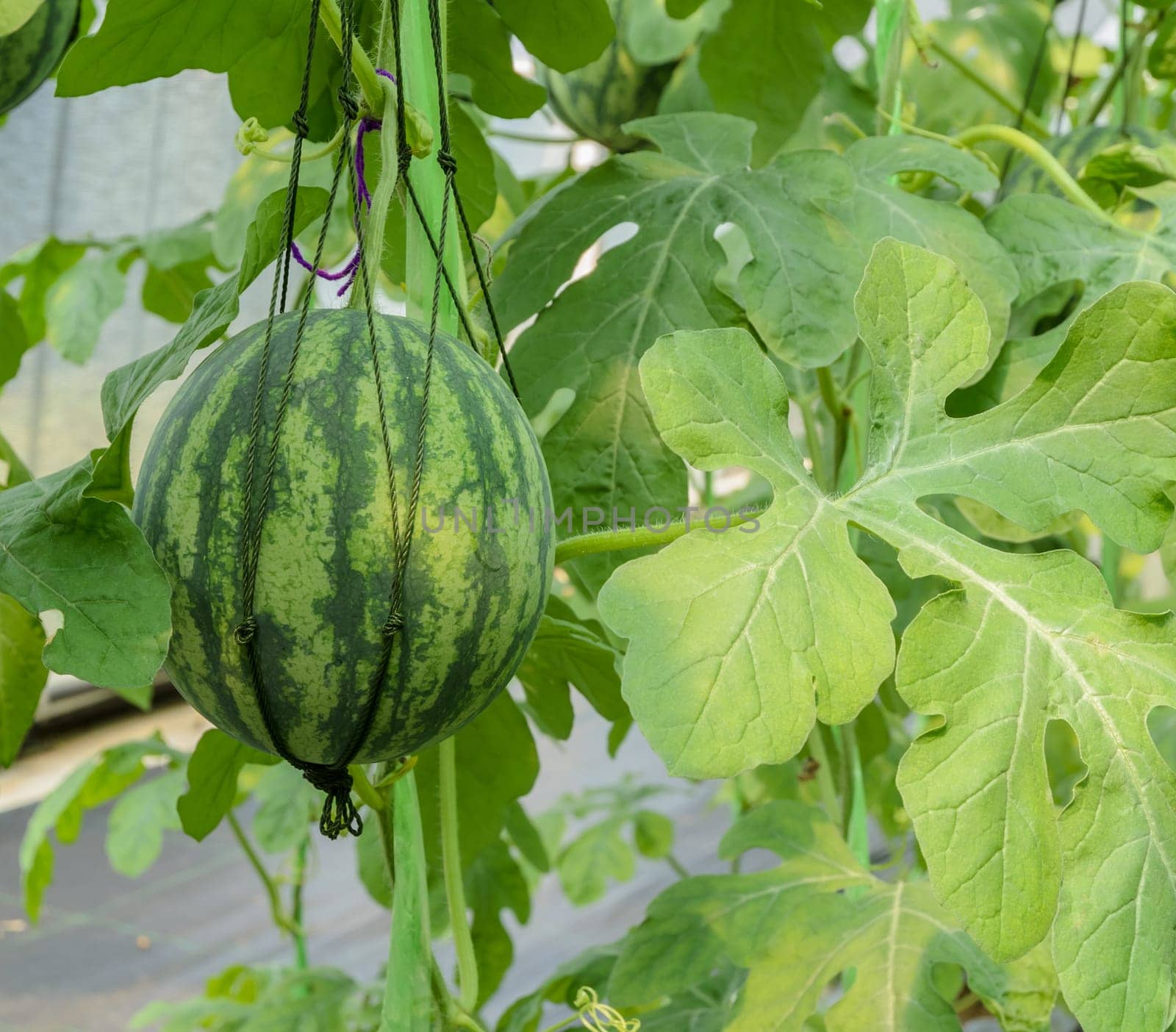 Watermelon fruit on its tree