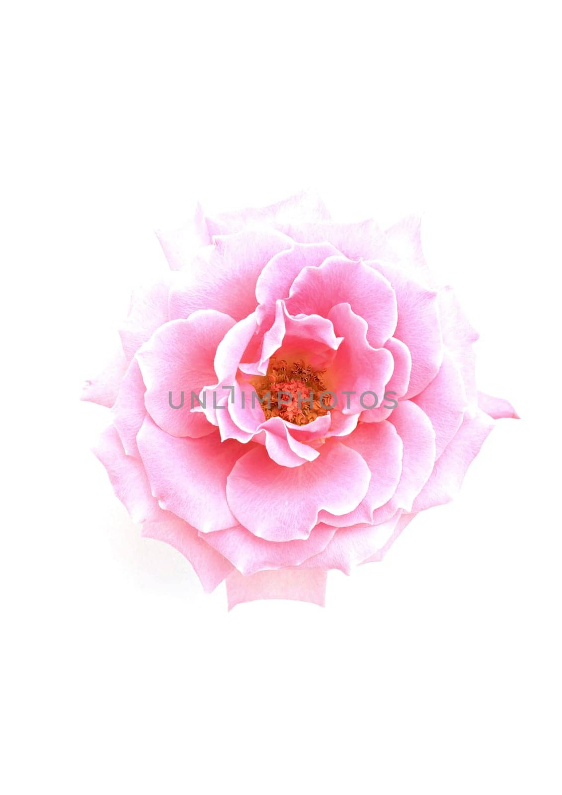 Flower pink rose on the white background