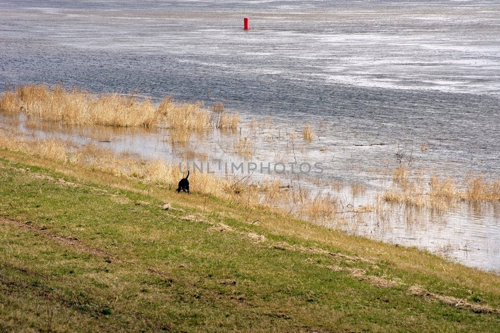 A hunting dog,Pointer places an animal on the banks of a river.