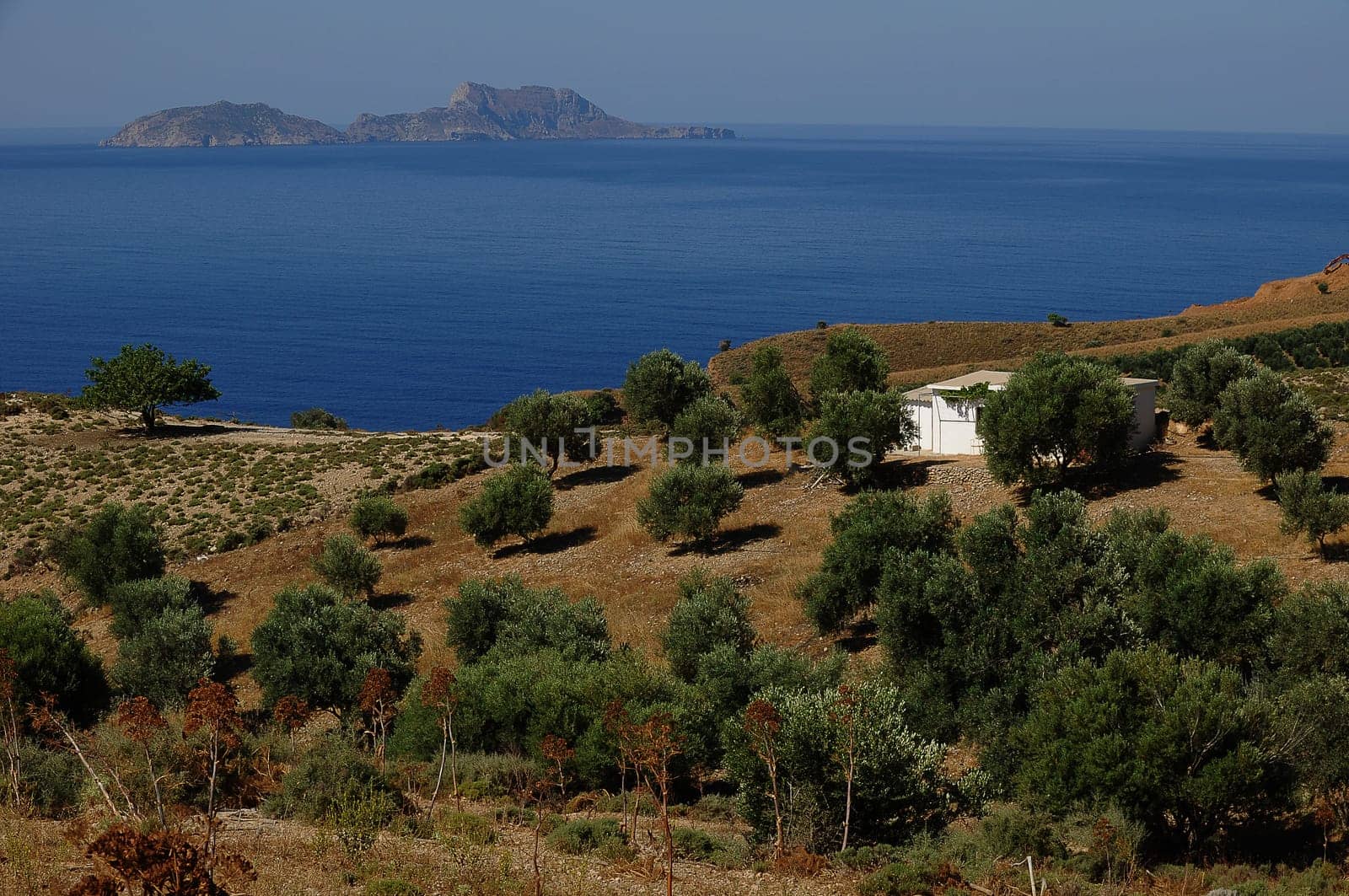 Olive plantation